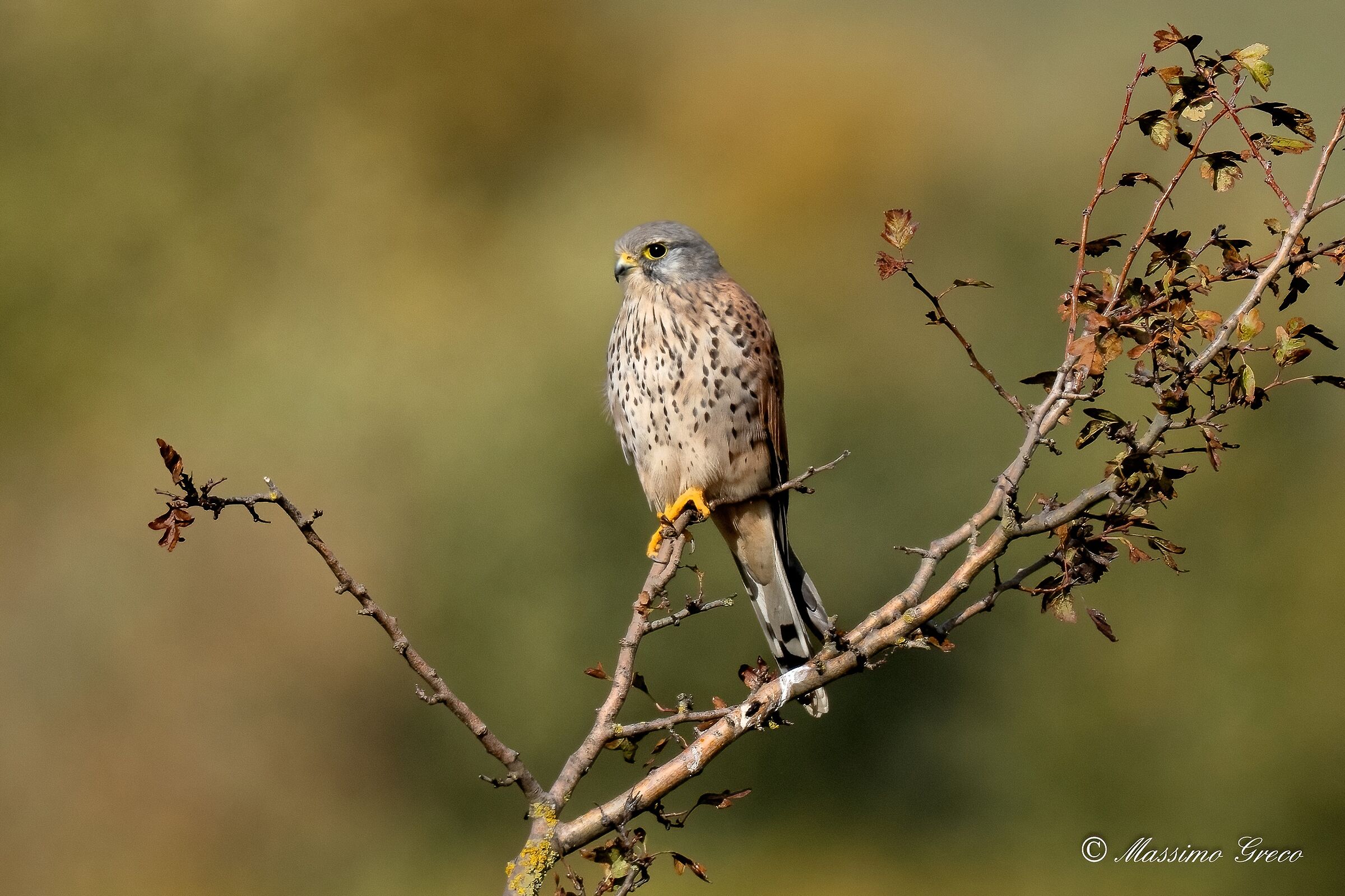 Gheppio (Falco tinnunculus)