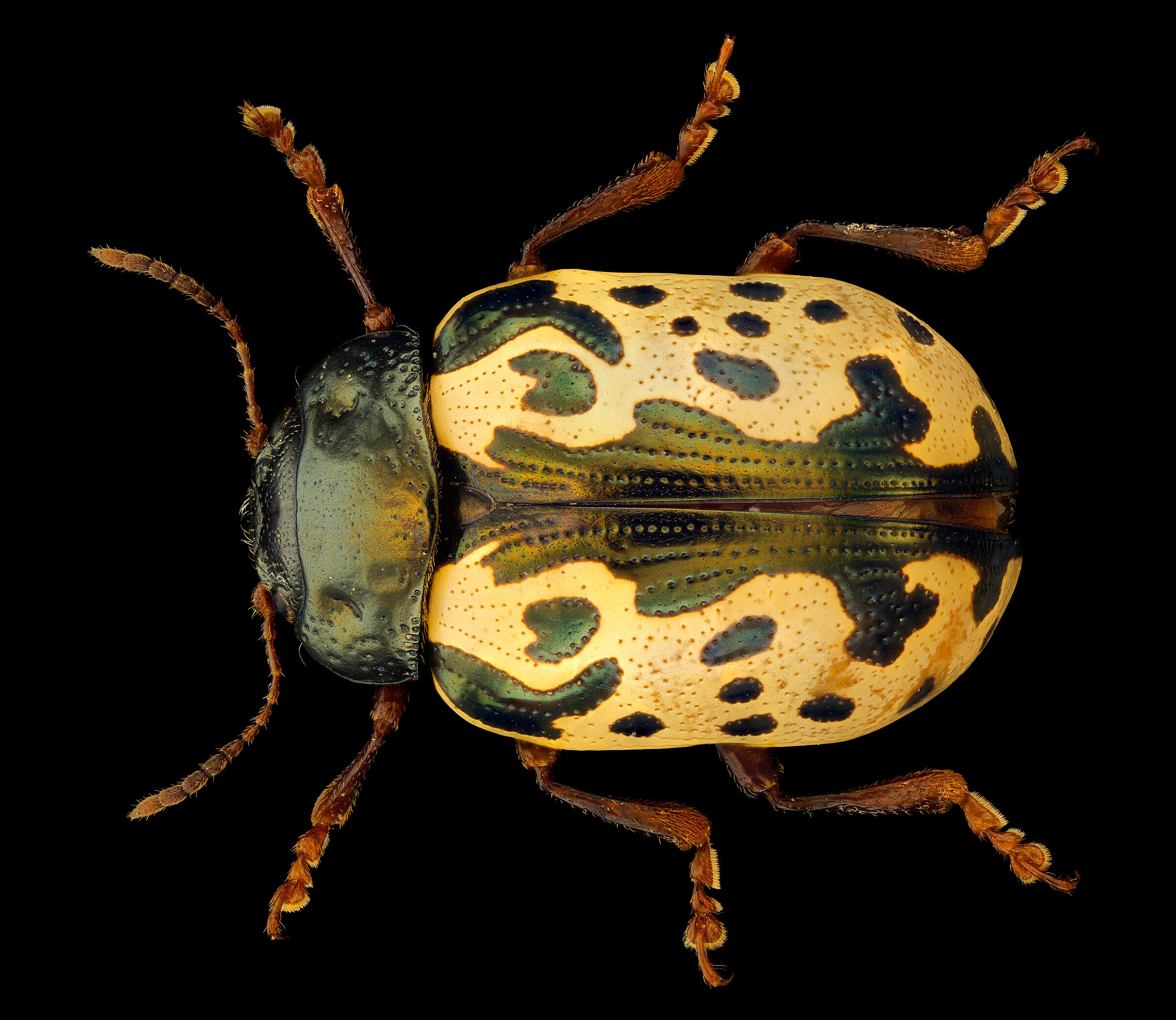 Calligrapha scalaris