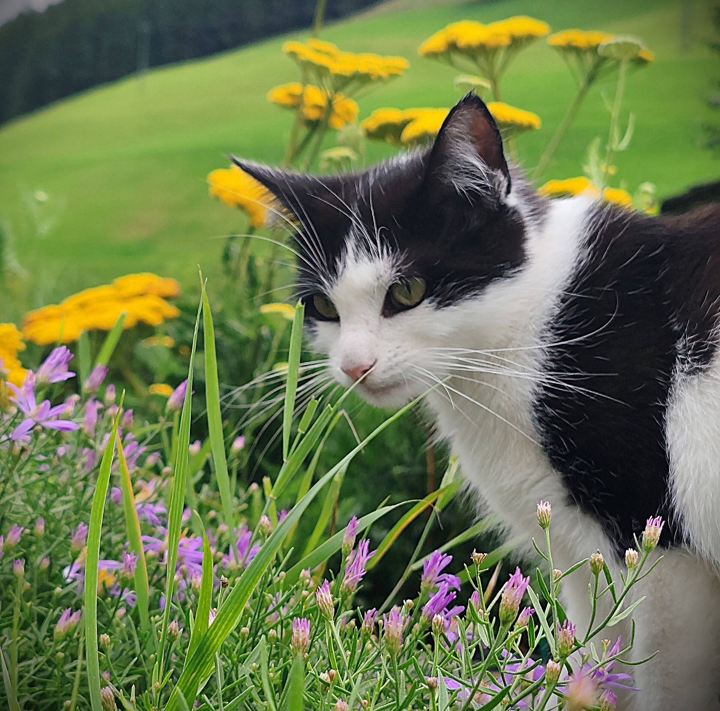 Briciola's favorite place.. the garden..