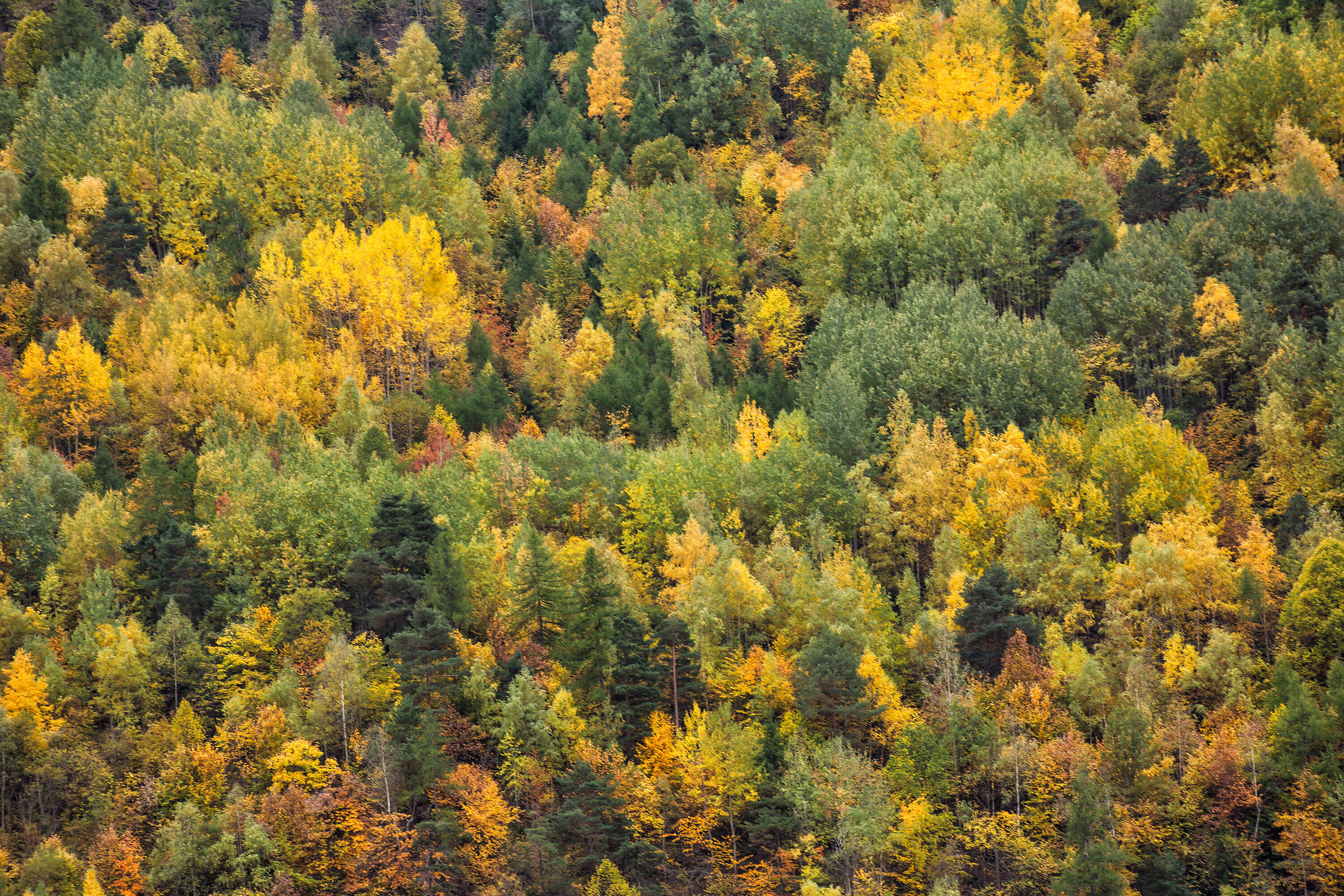 Texture autunnale