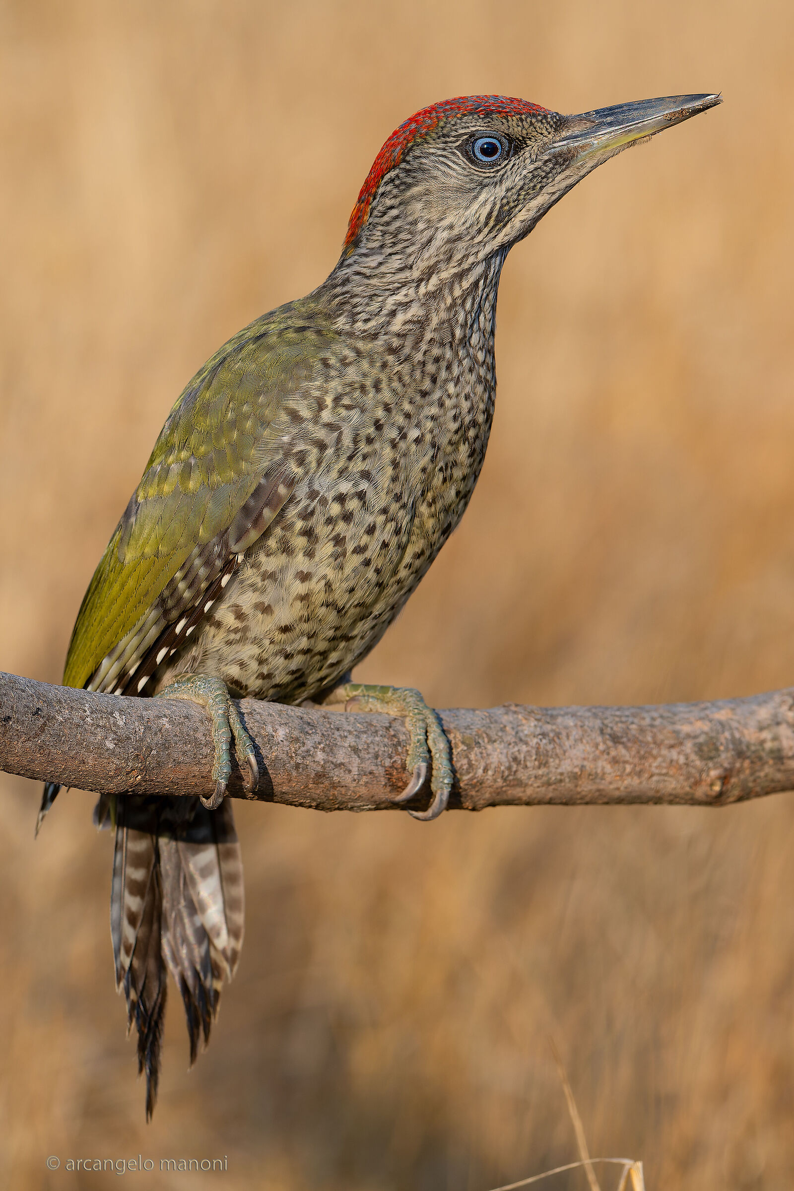 Ritratto a picchio verde