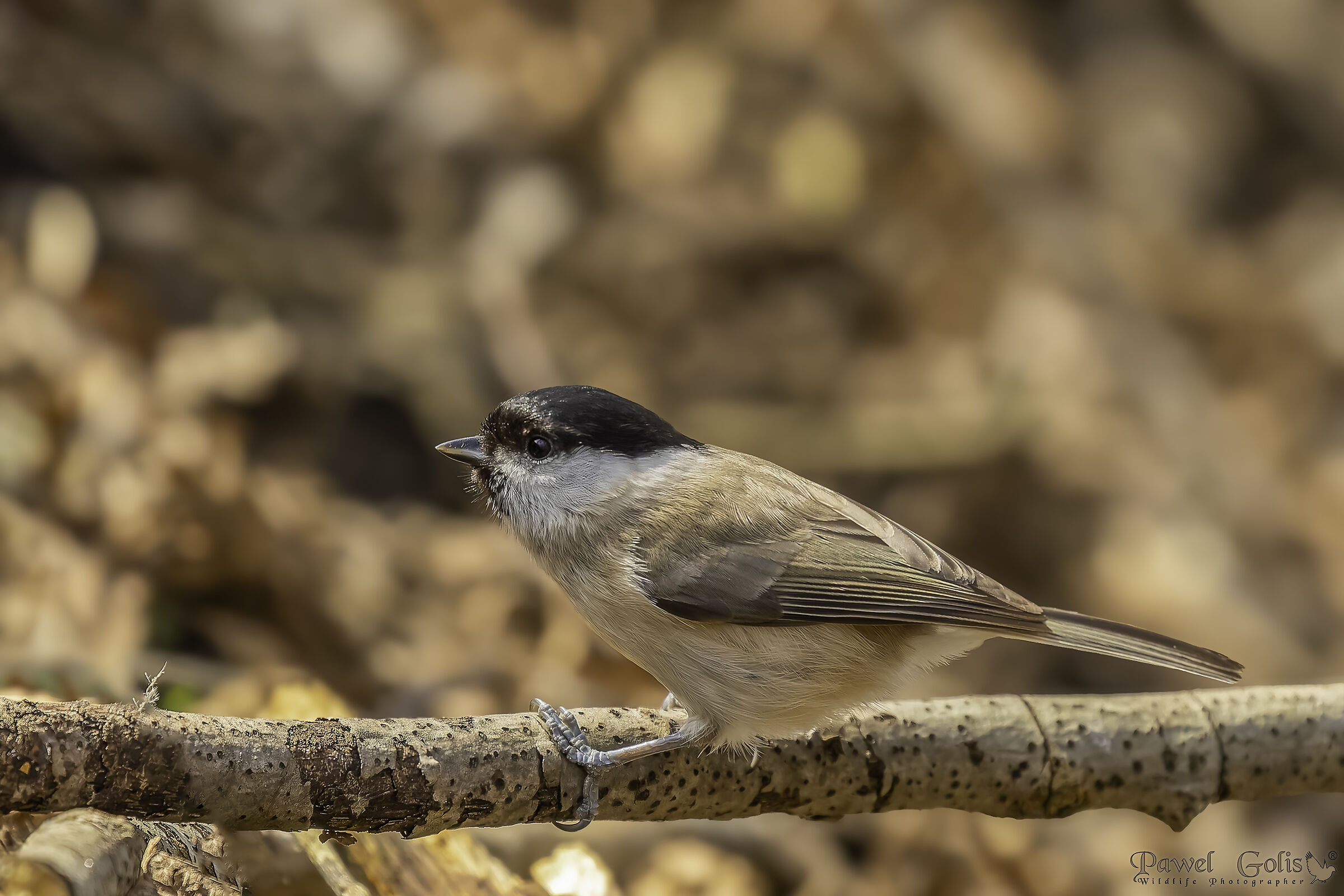 Cincia palustre (Poecile palustris)