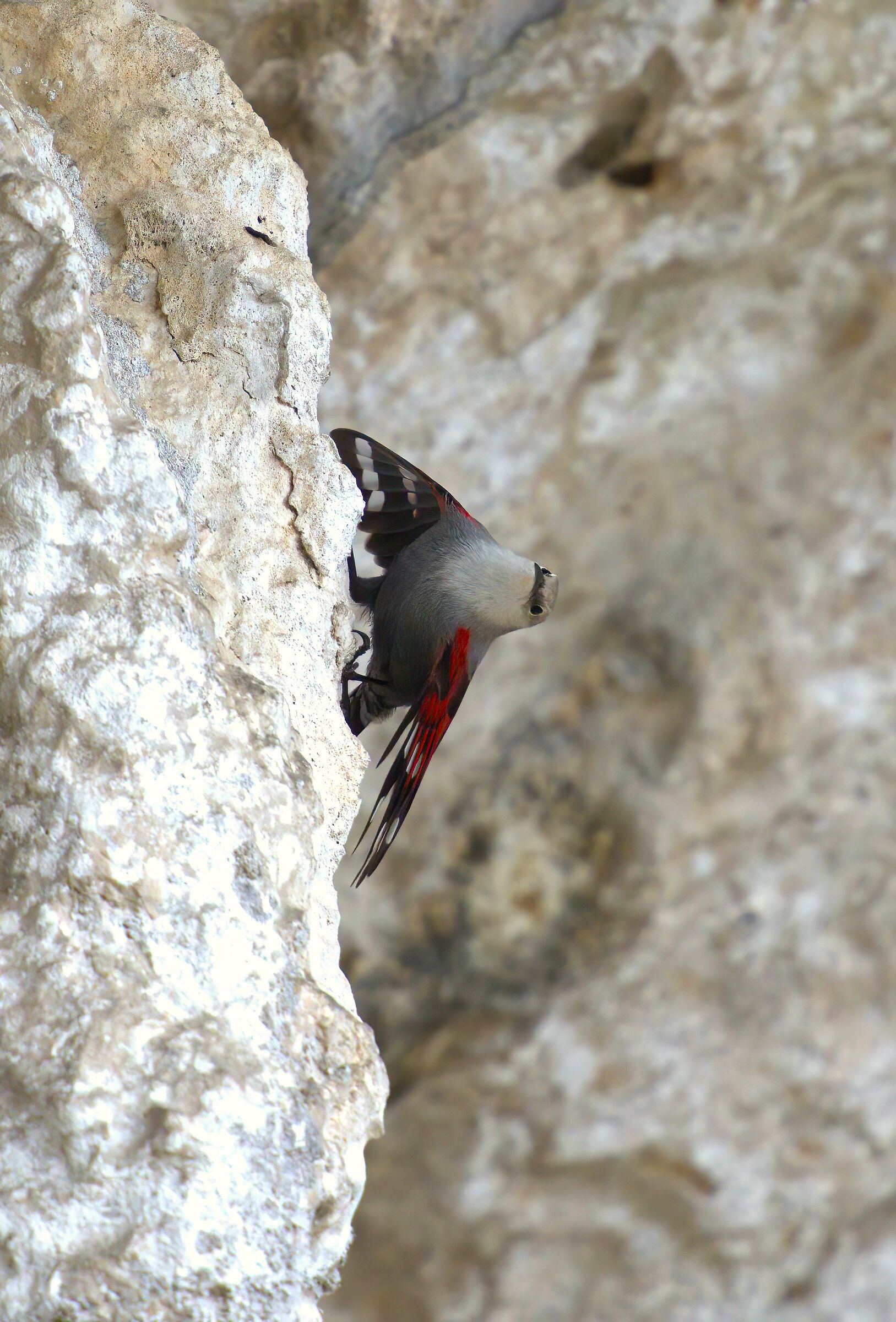Wallcreeper/ Tichodroma muraria