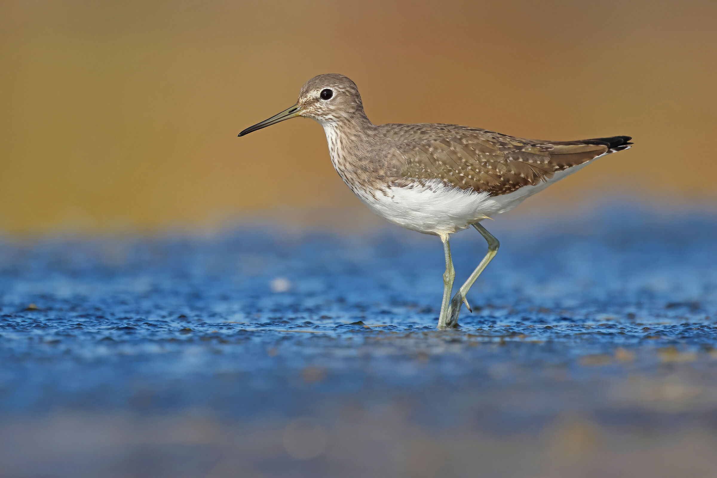 Wheatear Sandpiper