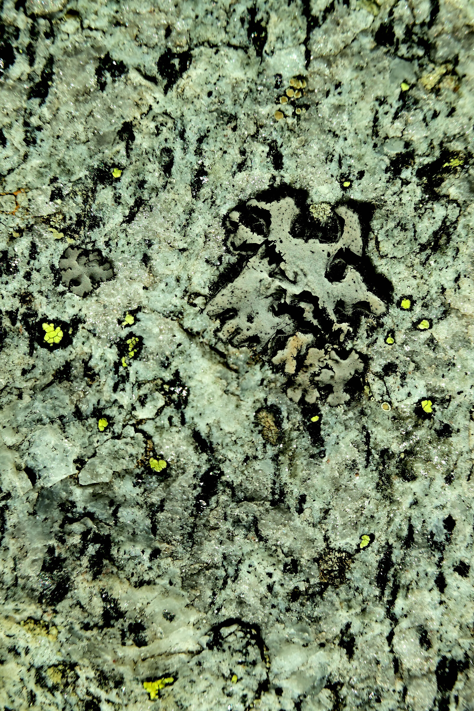 Rhizocarpon geographicum