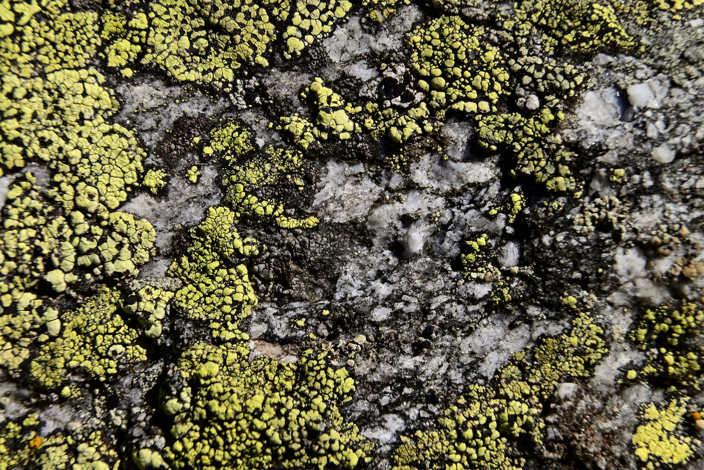 Rhizocarpon geographicum