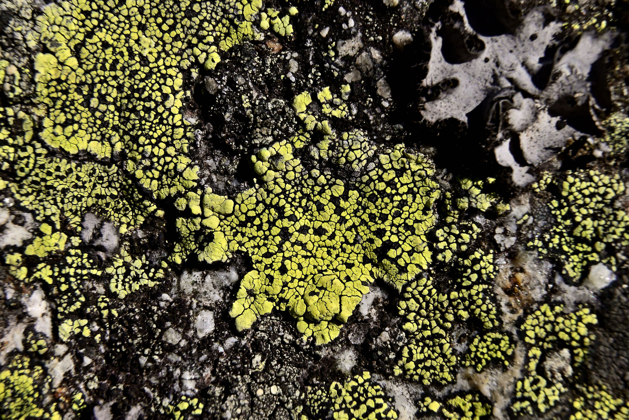 Rhizocarpon geographicum