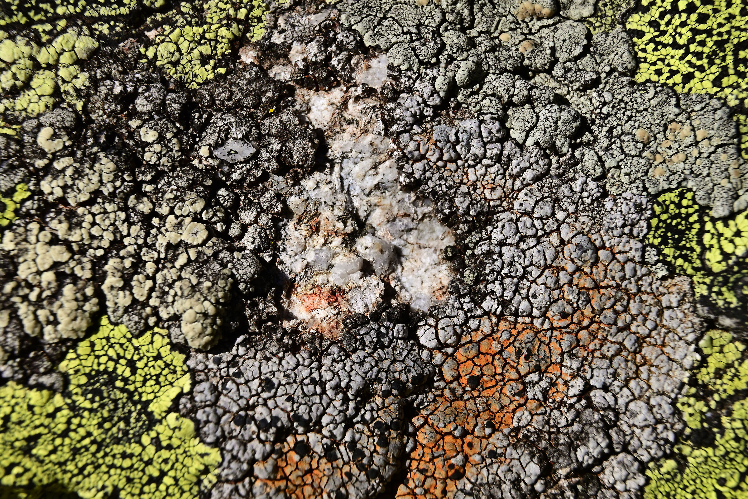 Rhizocarpon geographicum