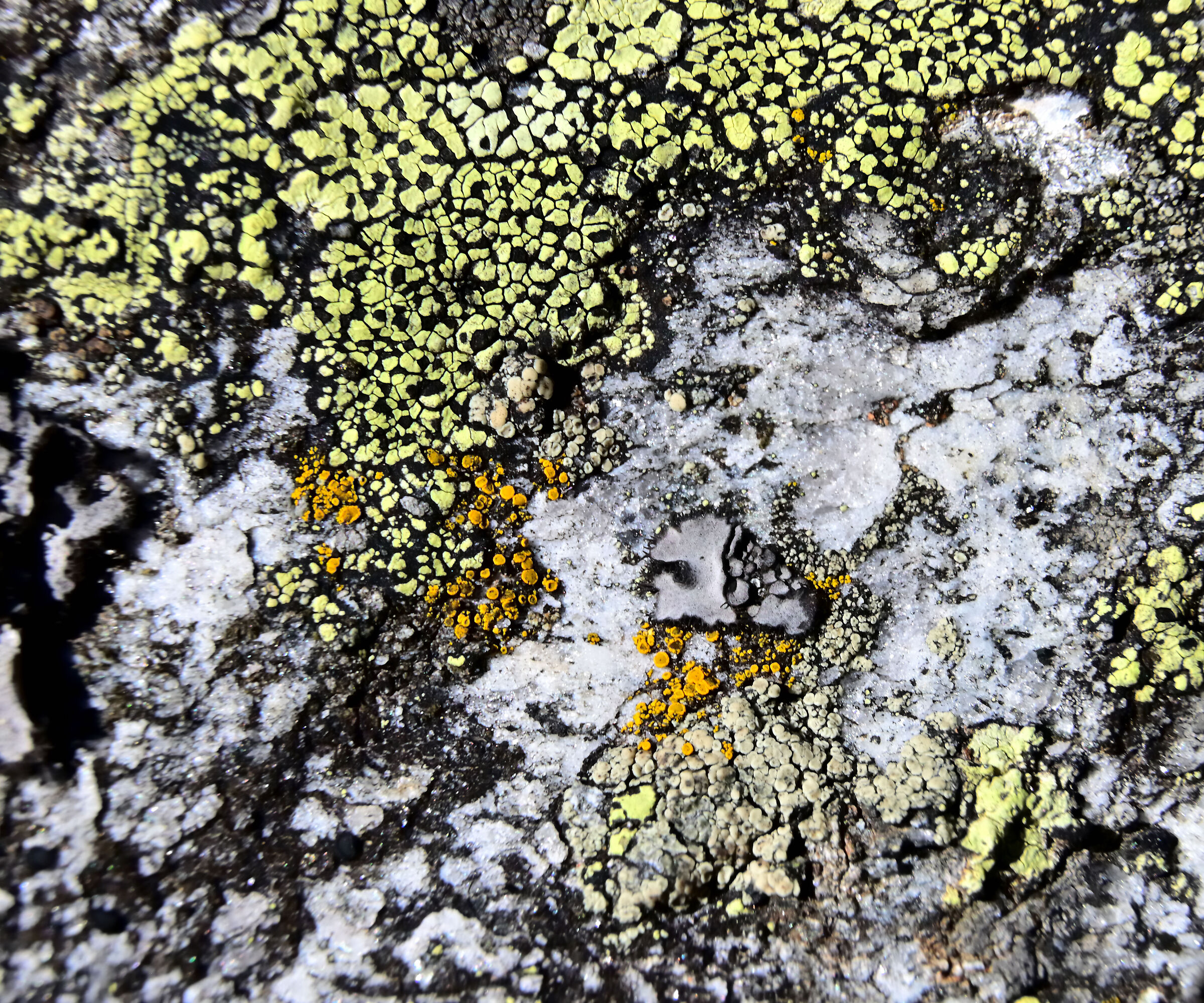 Rhizocarpon geographicum