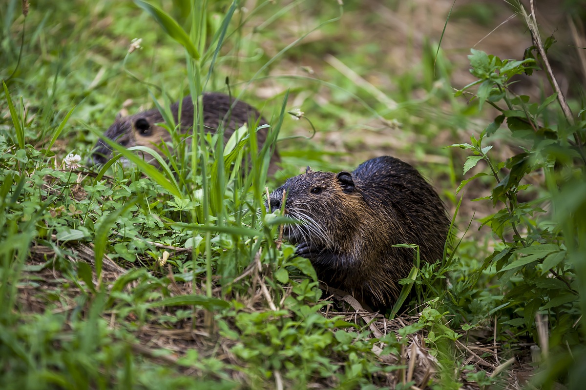 Ma che animale è? XD
