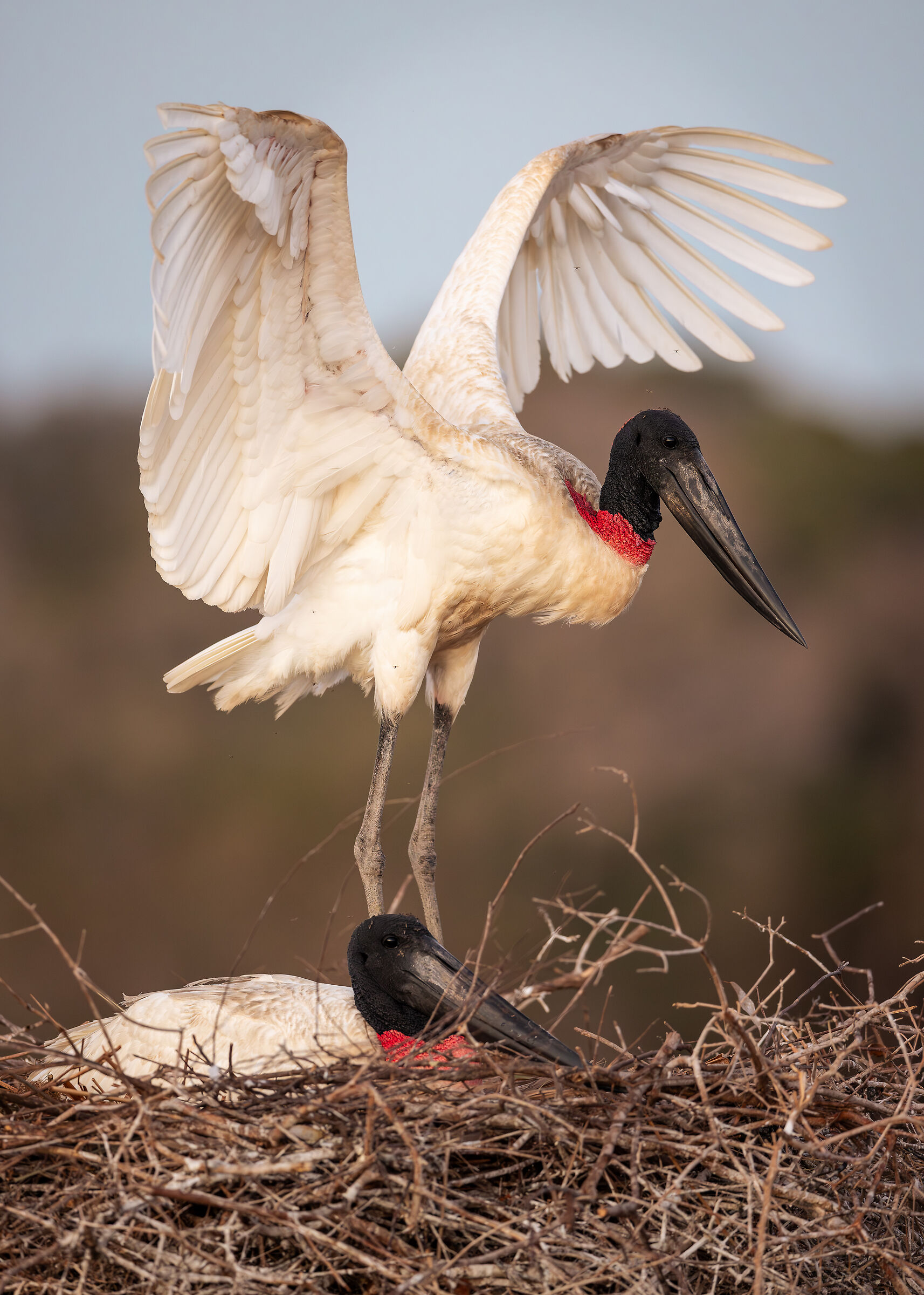 Jabiru (Jabiru mycteria)