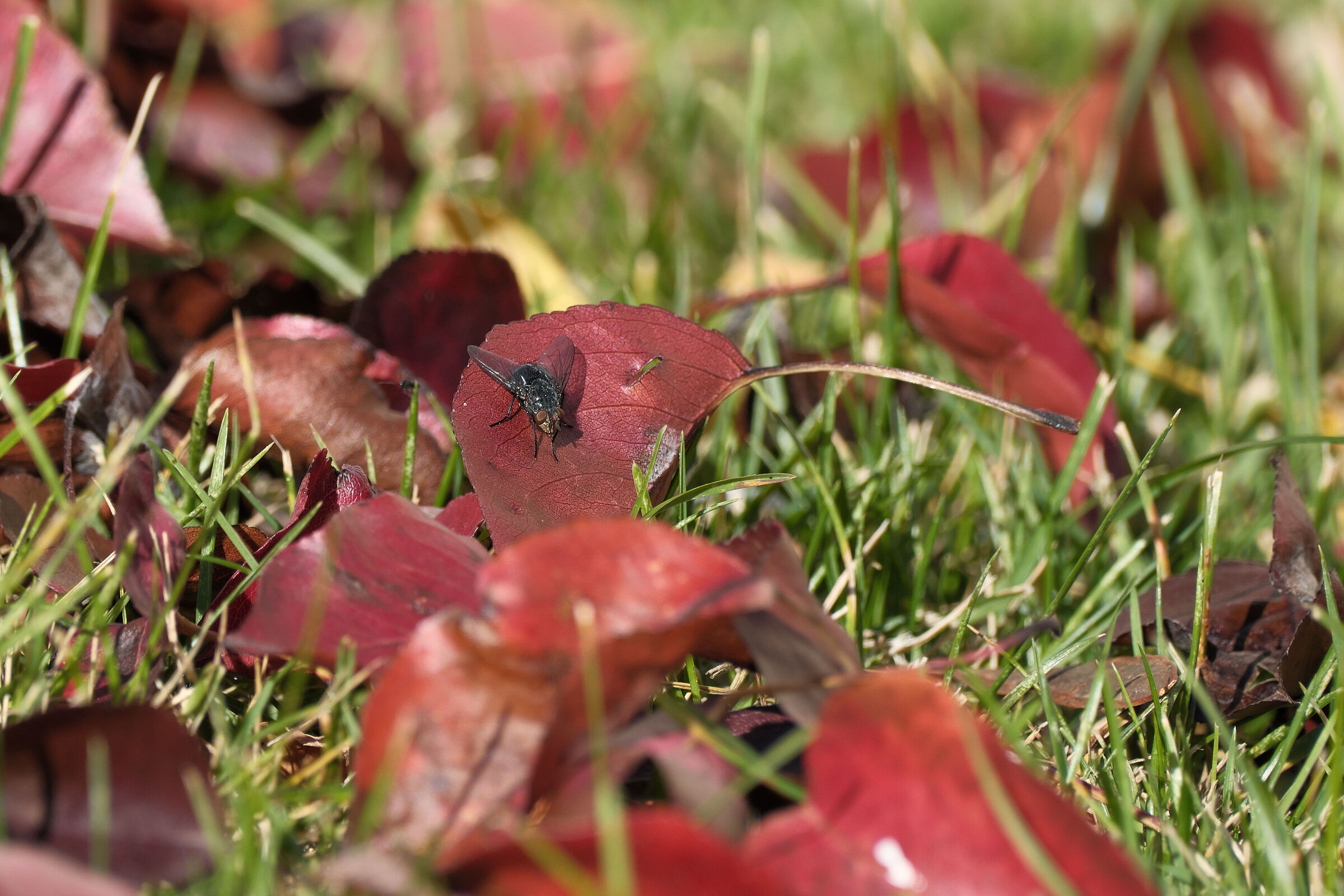 Si sta come d'autunno sulle foglie le mosche