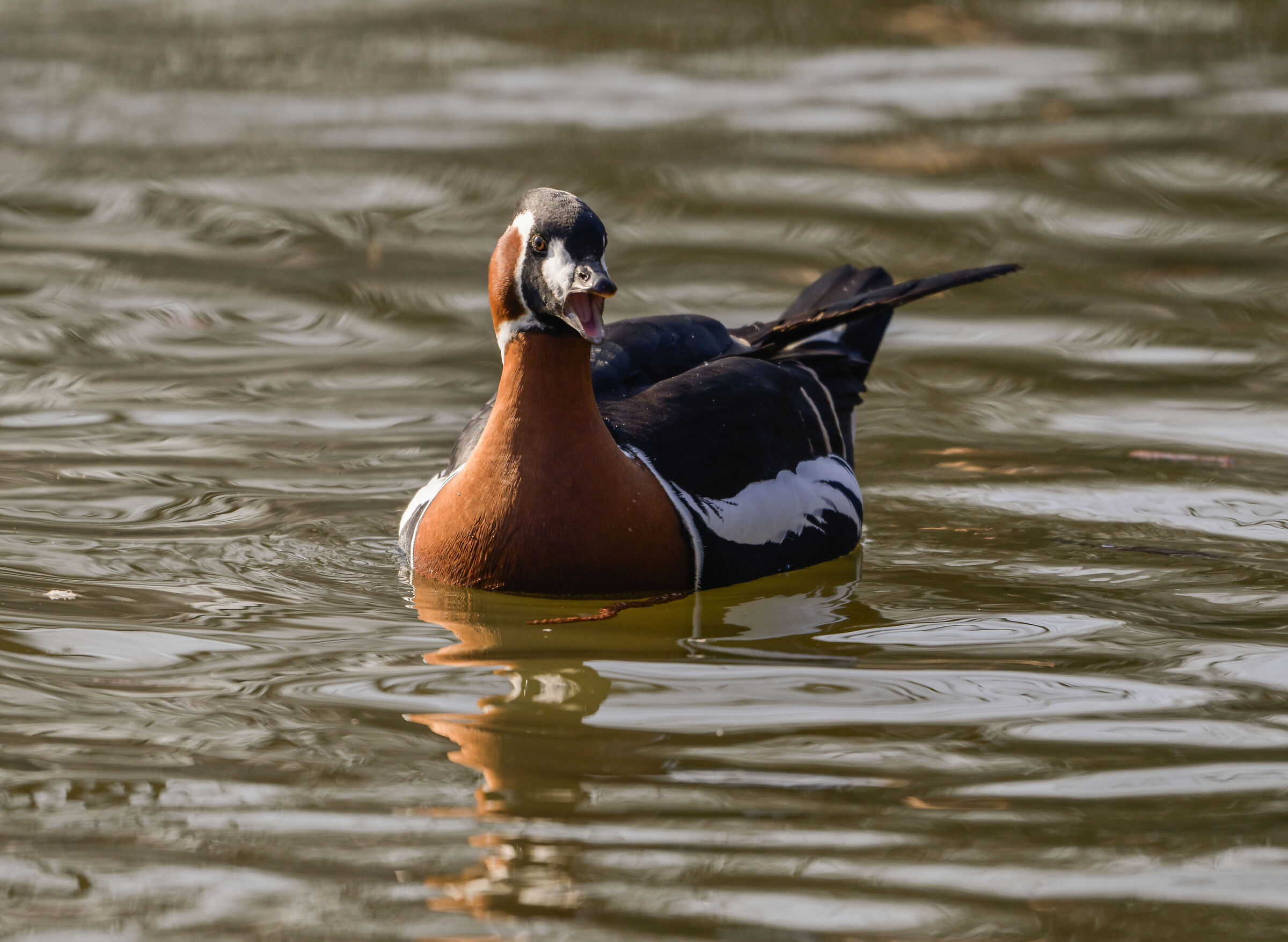 Red-necked goose