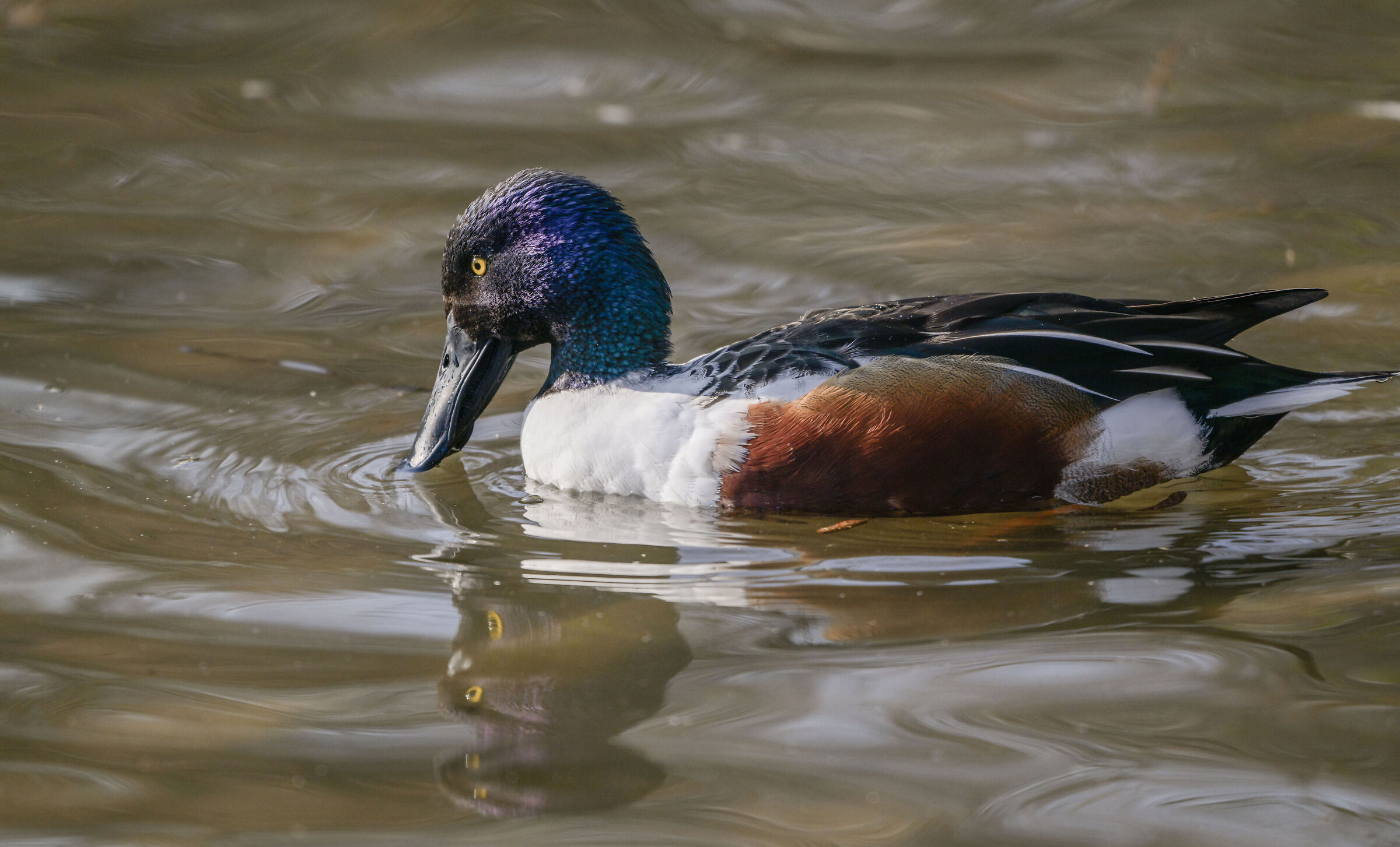 male shoveler