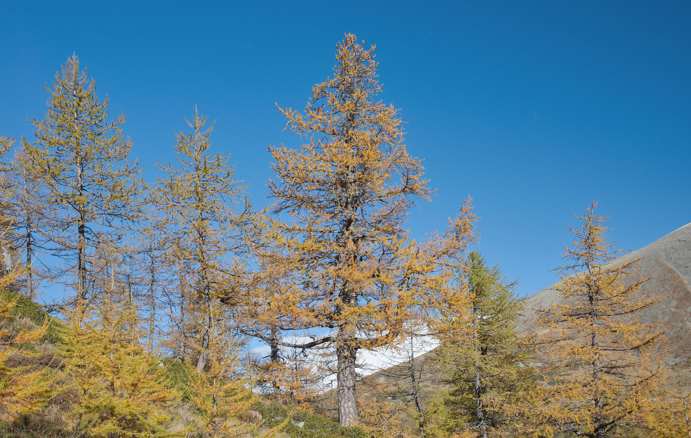 Alta Val Bognanco - the colours of autumn