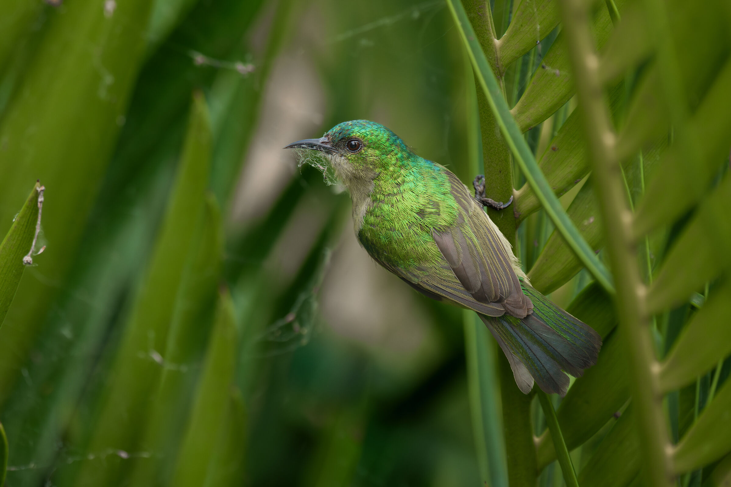 Collared nectarine