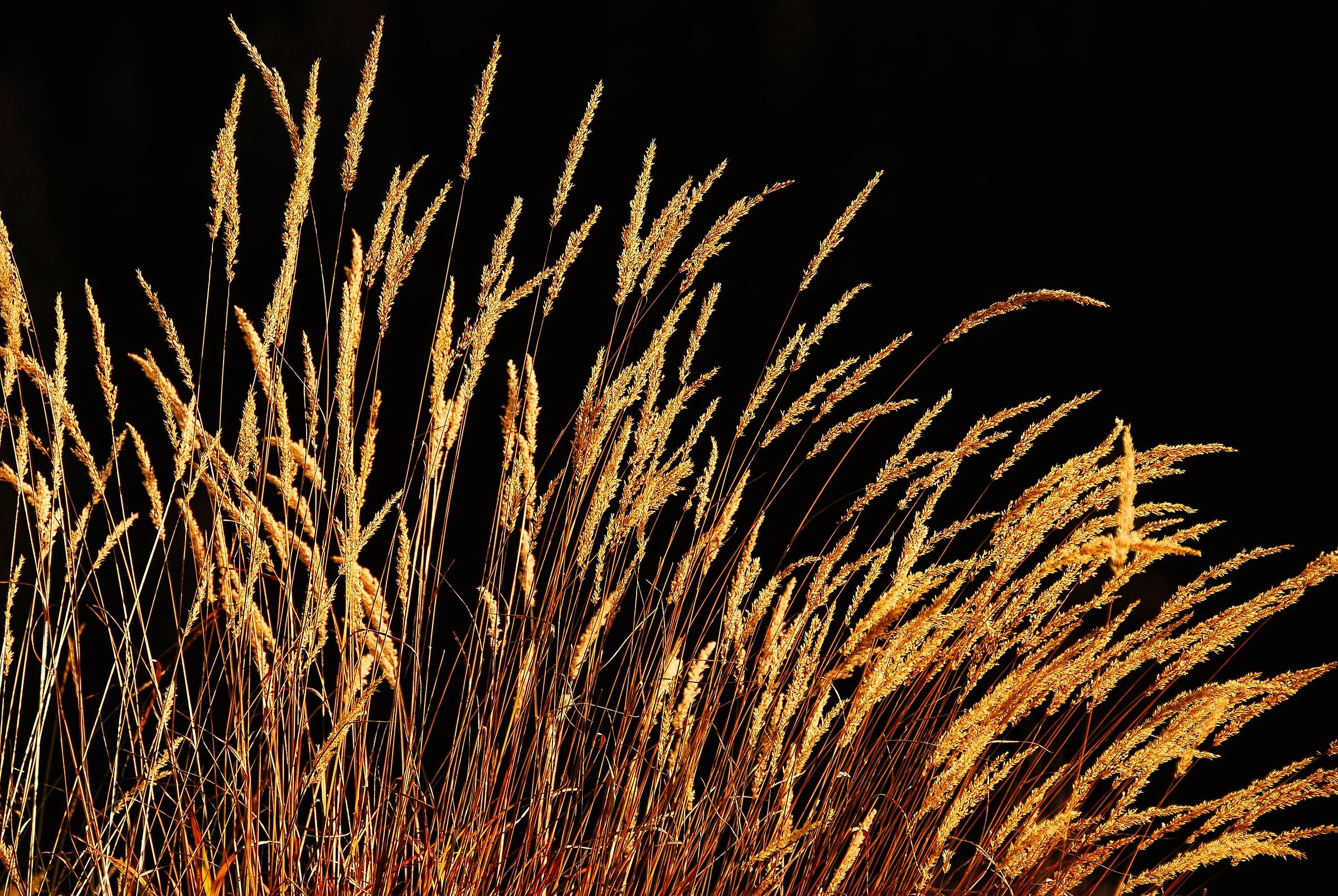 Wild grasses