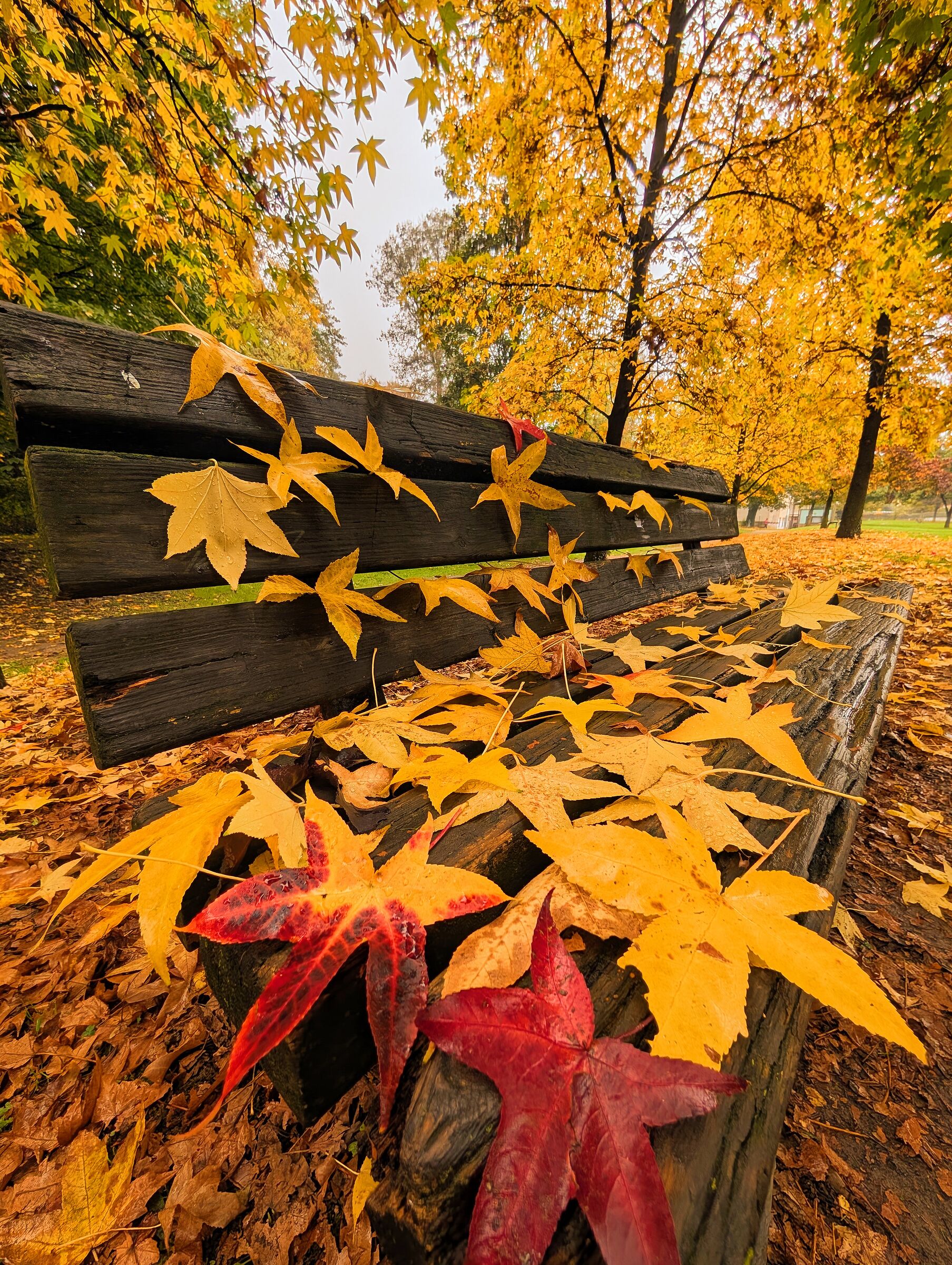 Autumn at the Park (2025)