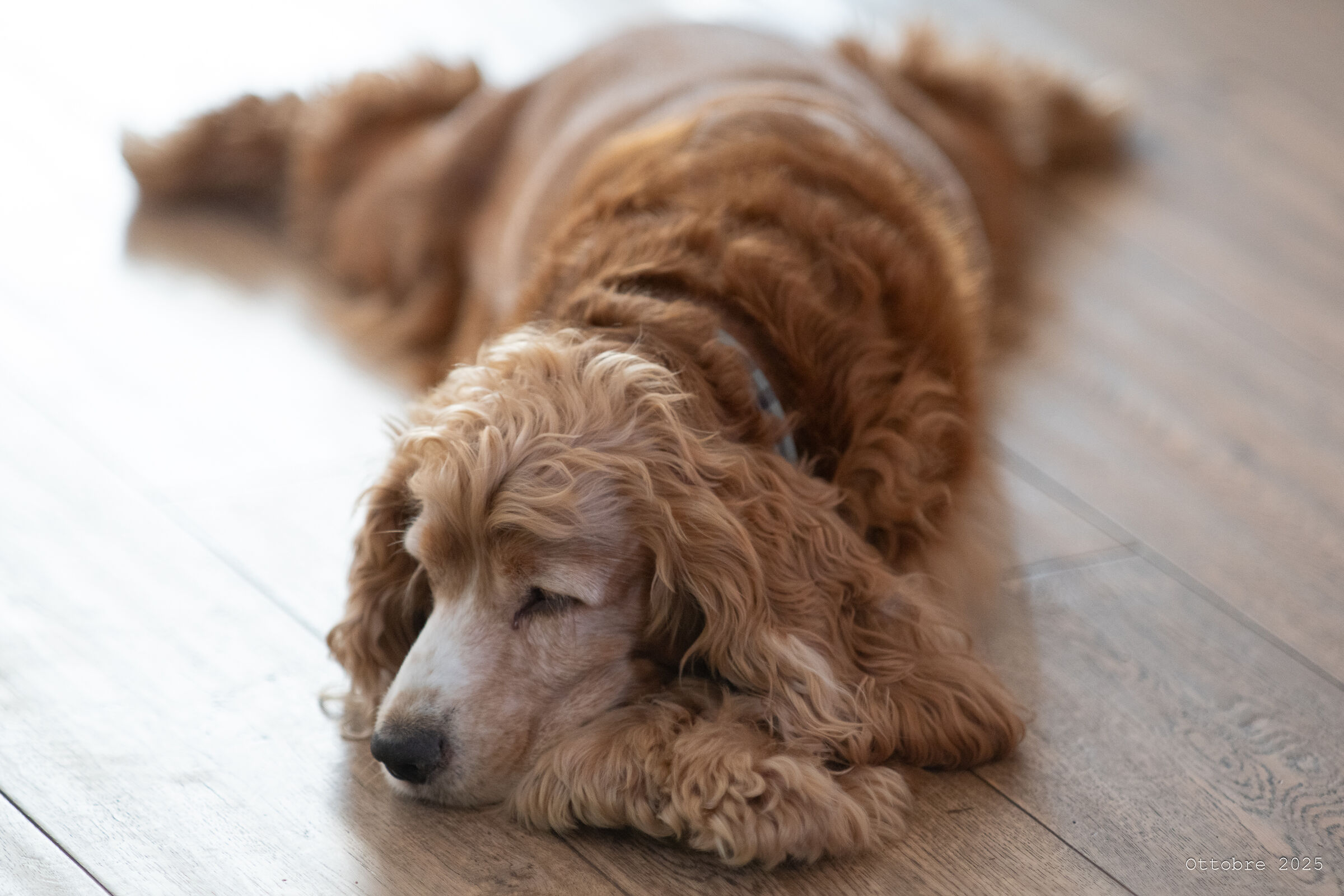 Gustavone comfortable comfortable