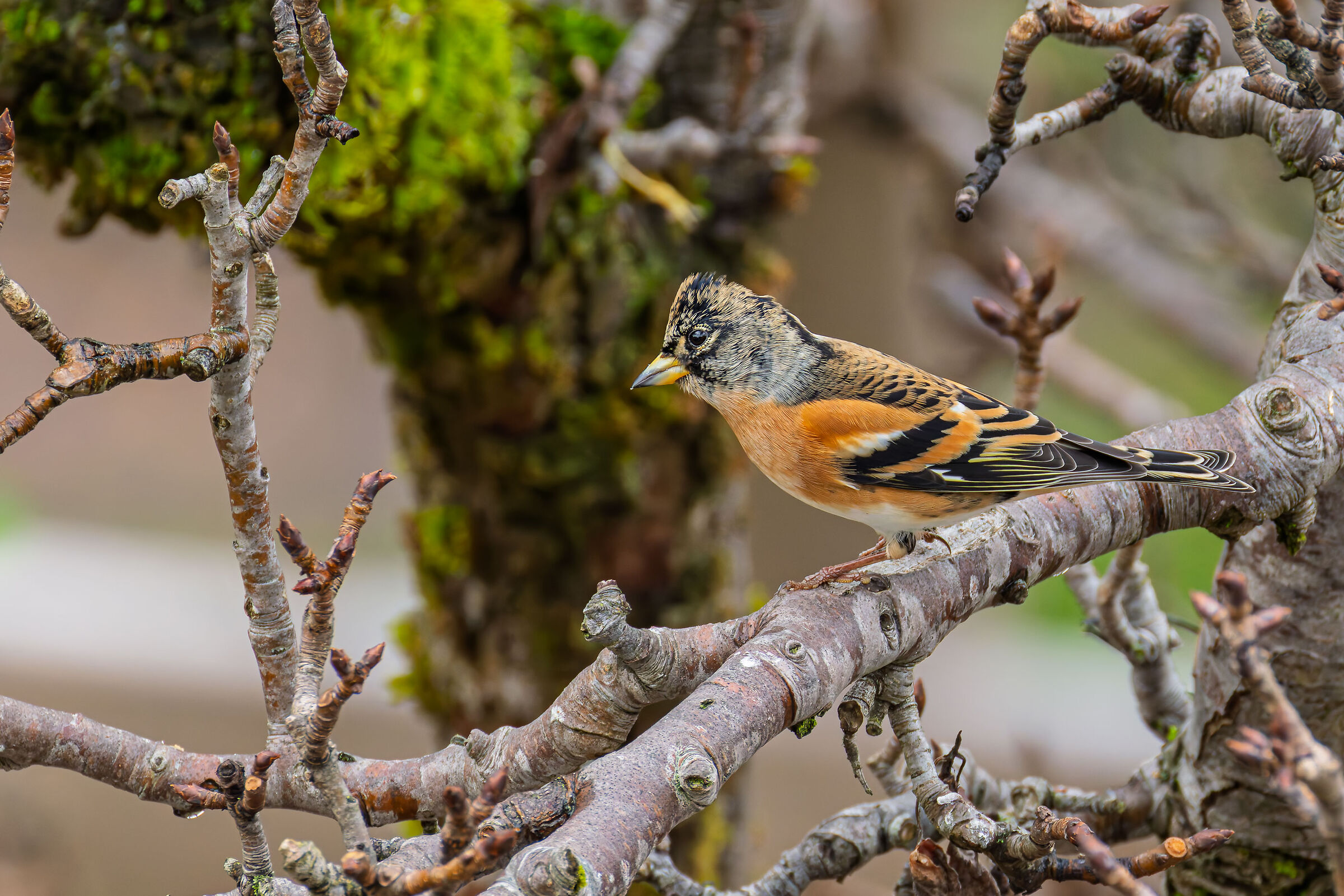 Brambling