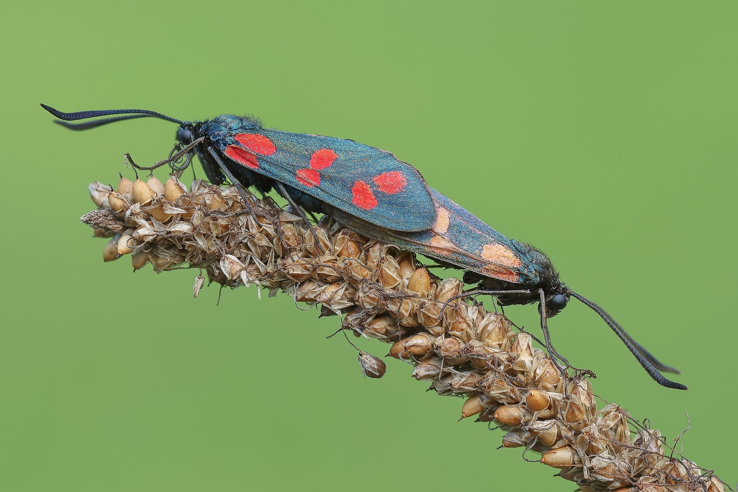 Zygaena filipendulae