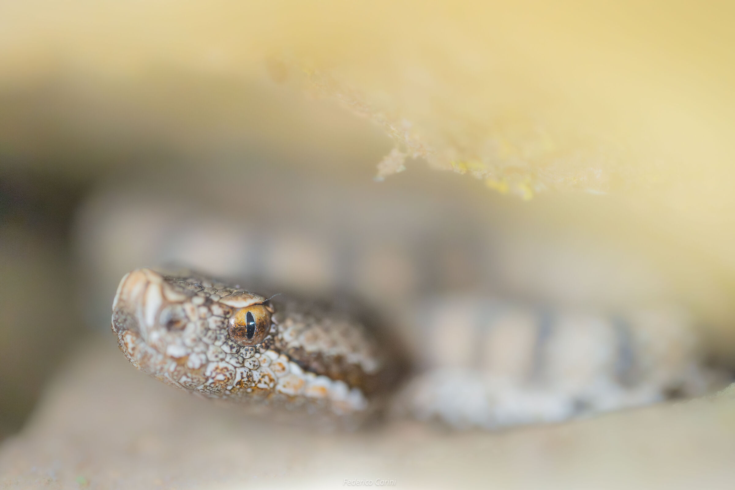 Vipera comune