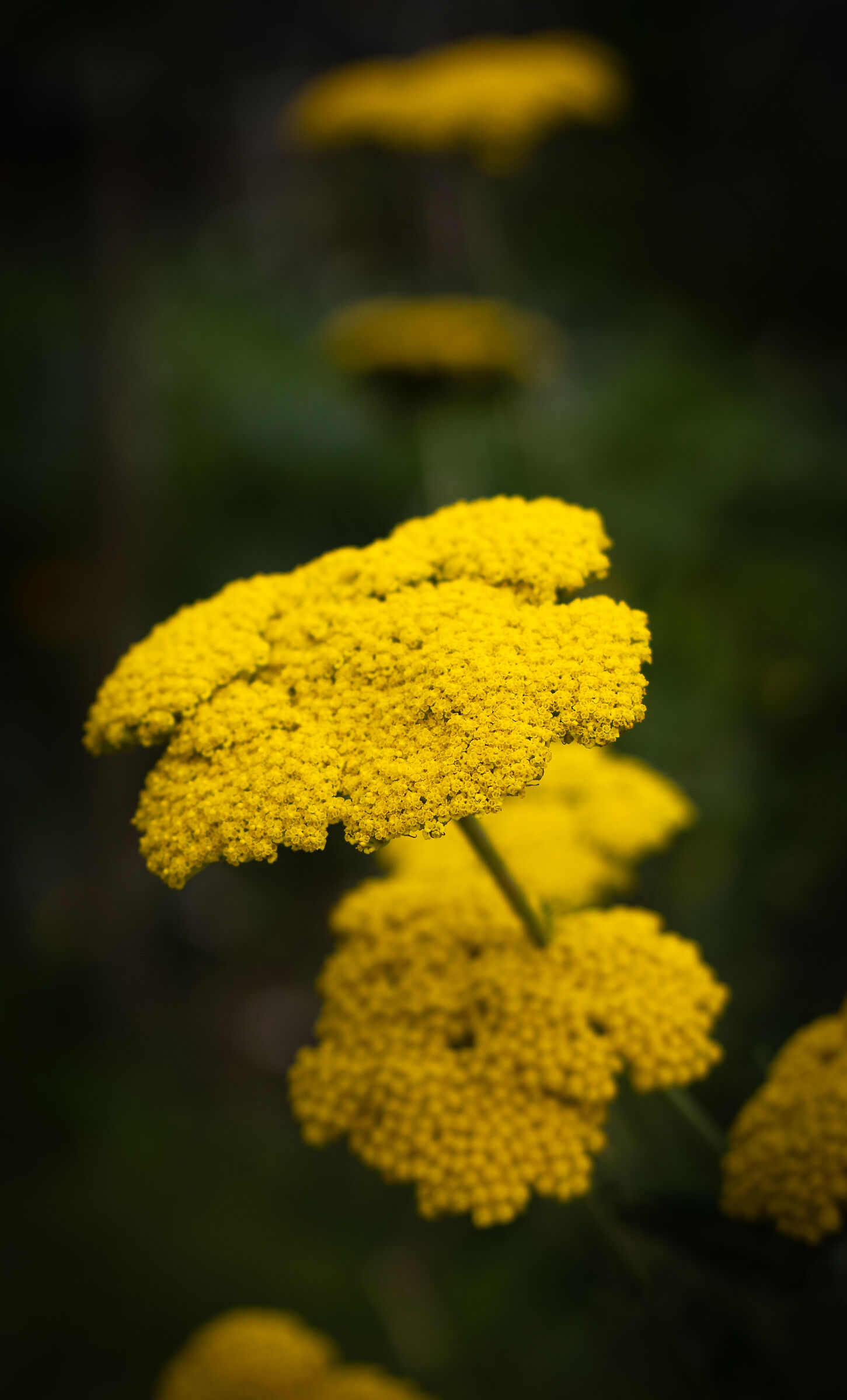 In the Mountains (August 2025) - Yarrow or Millefeuille