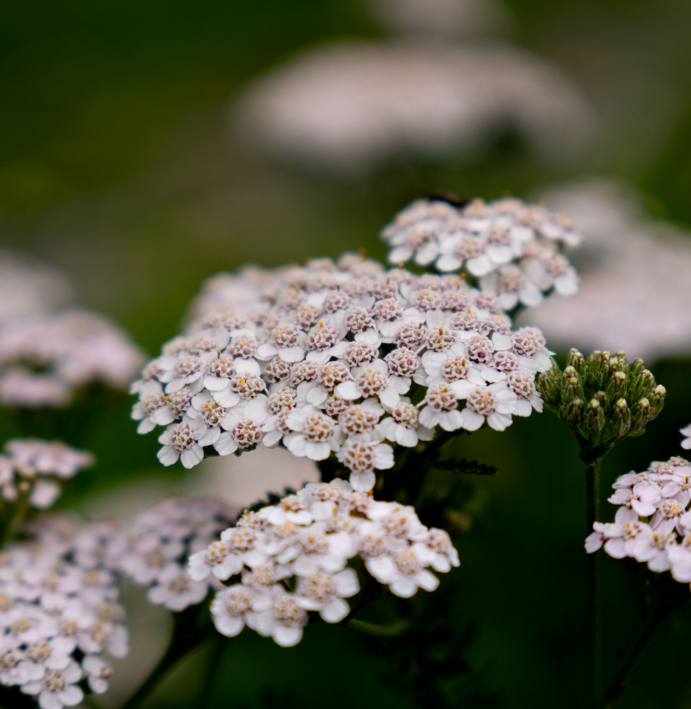 In the Mountains (August 2025) - Yarrow or Millefeuille