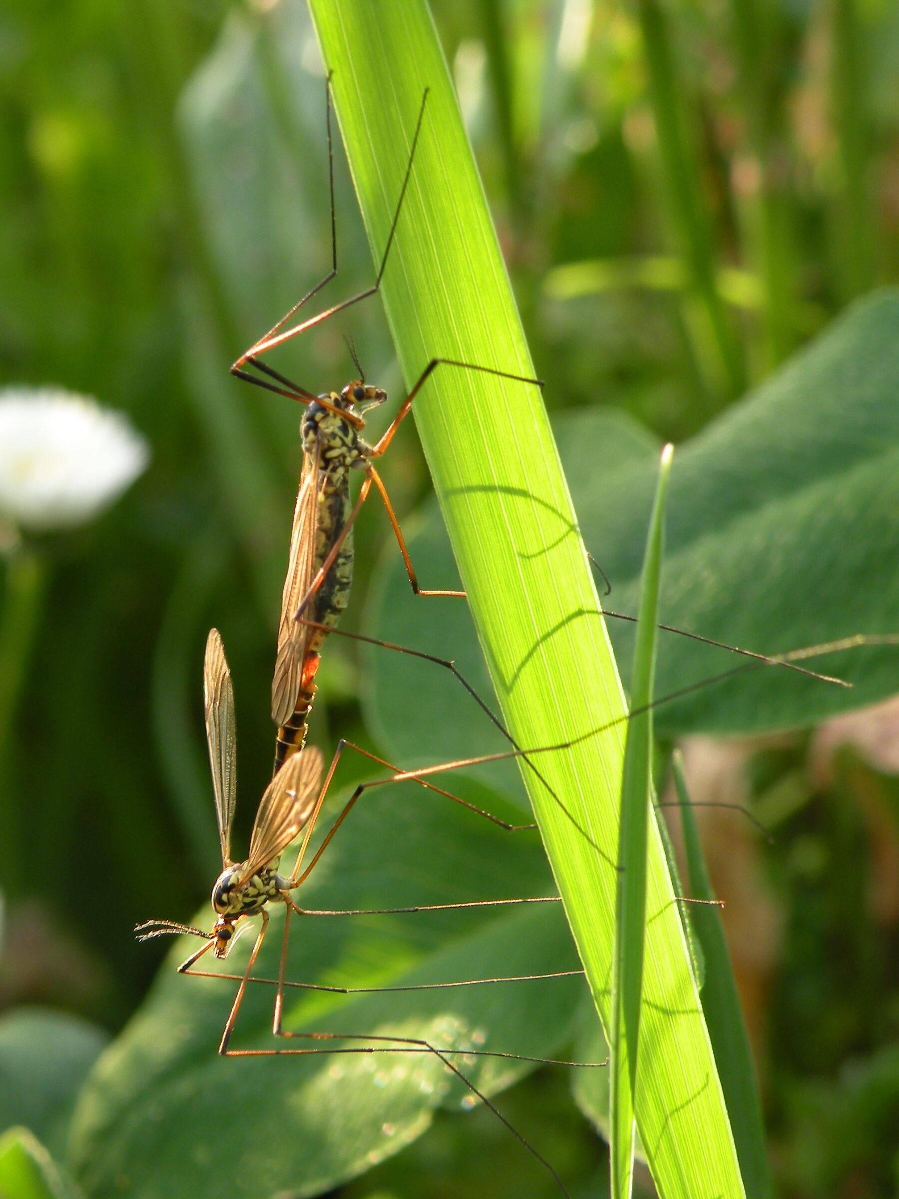 Tipula dei preti