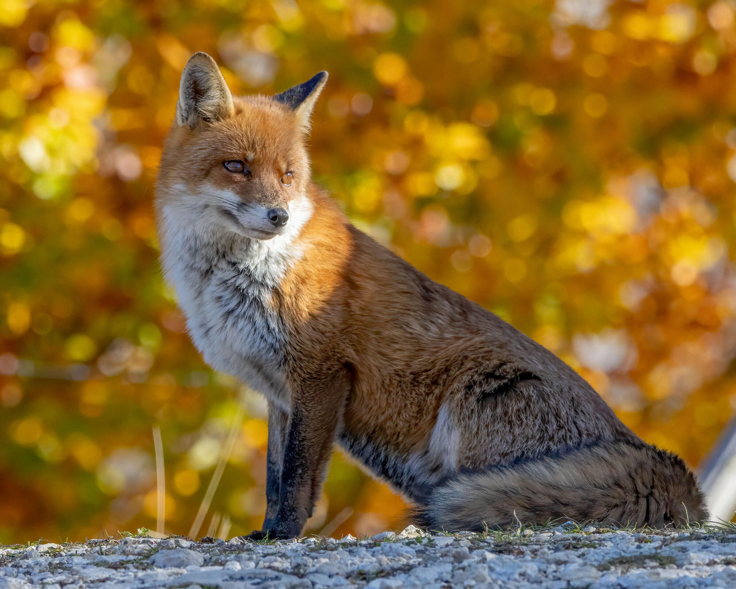 Fox