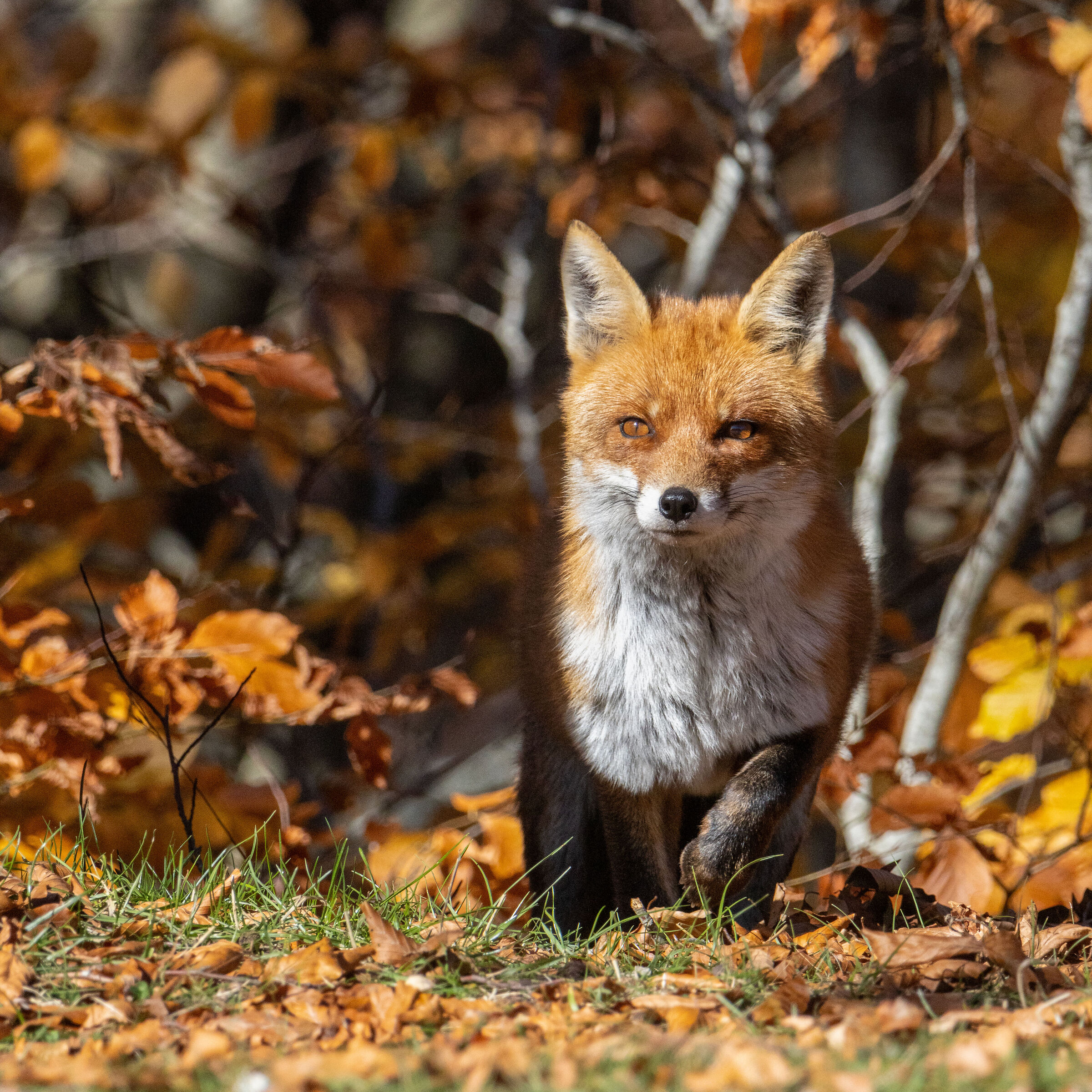 Fox