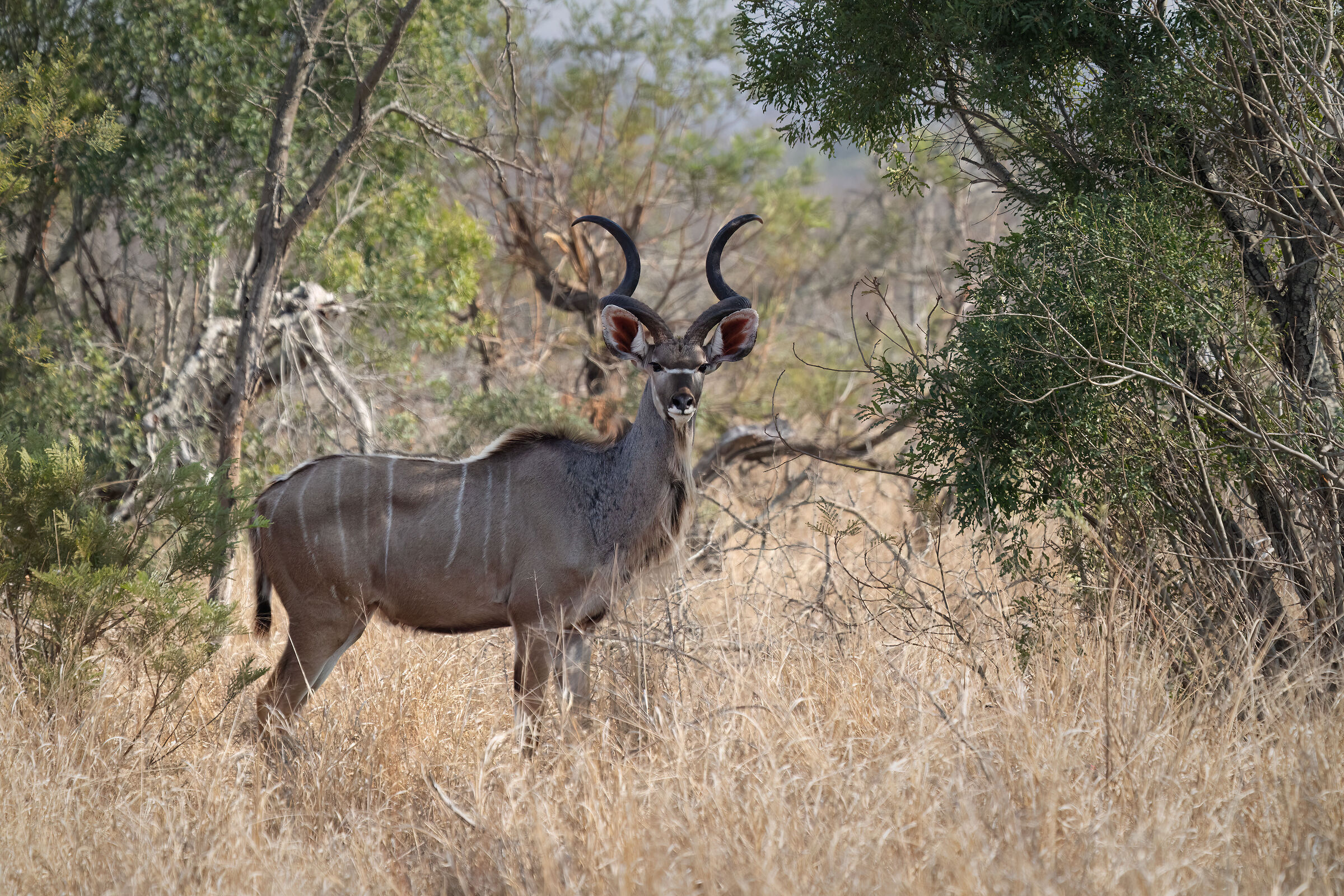 Kudu