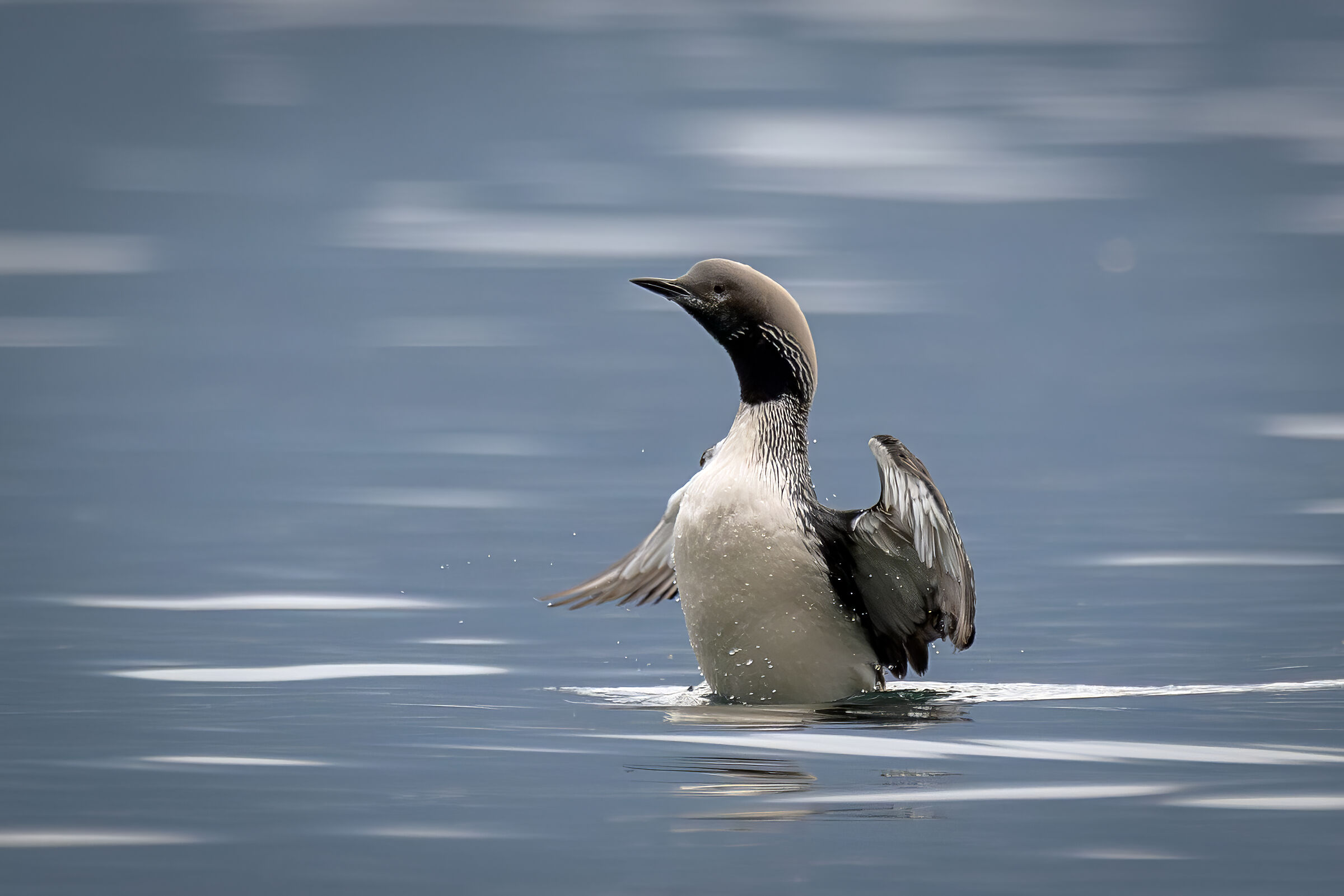 Black-throated diver