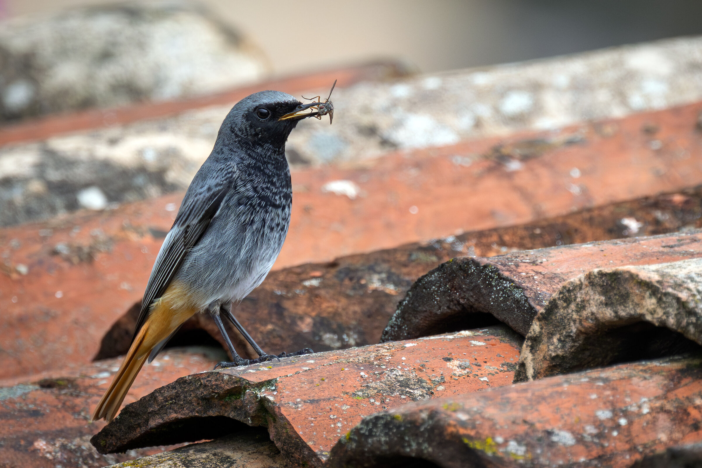 Chimney Sweep Redstart (m) with prey