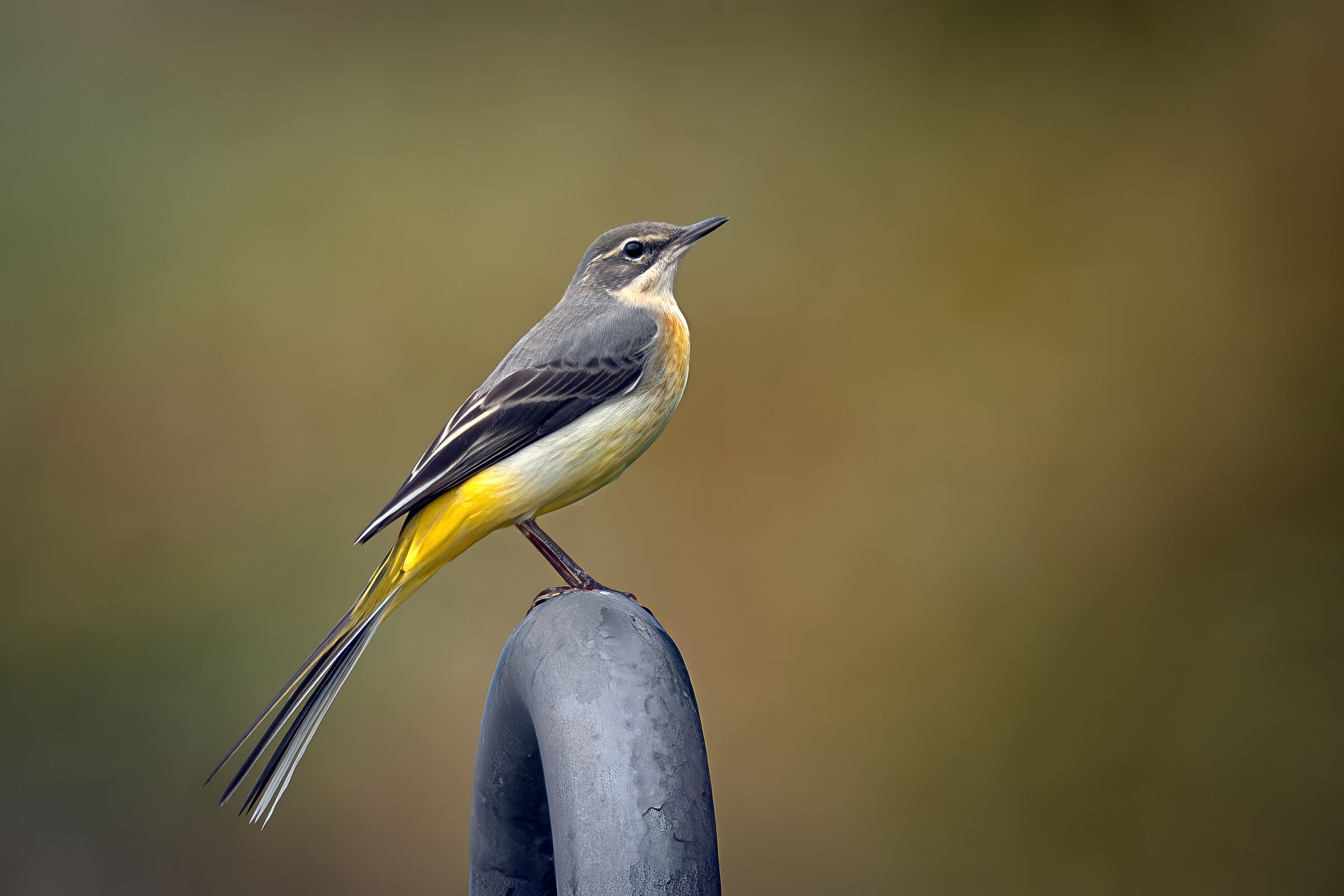 Grey wagtail