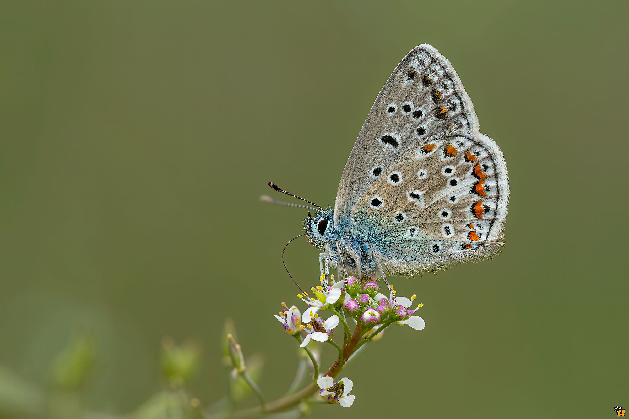Lycaenides