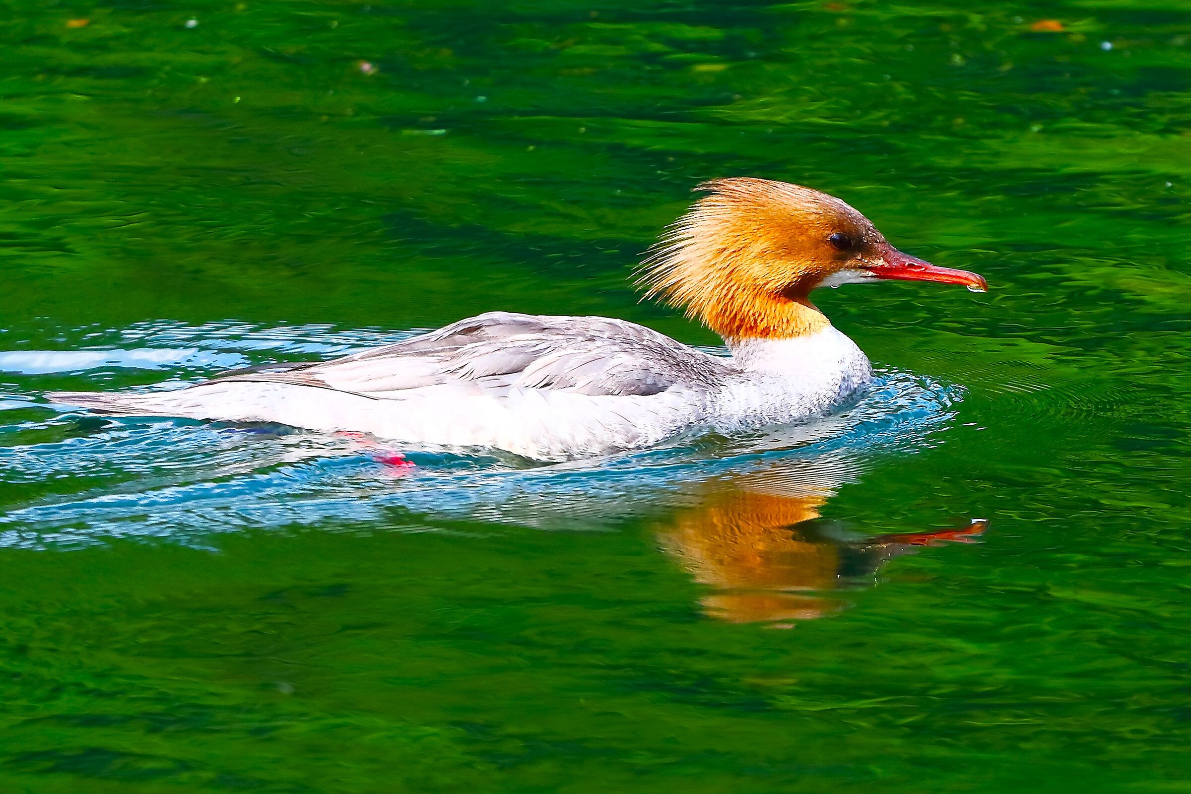 Smergo M F 21 maggio 2025 - 9999_7