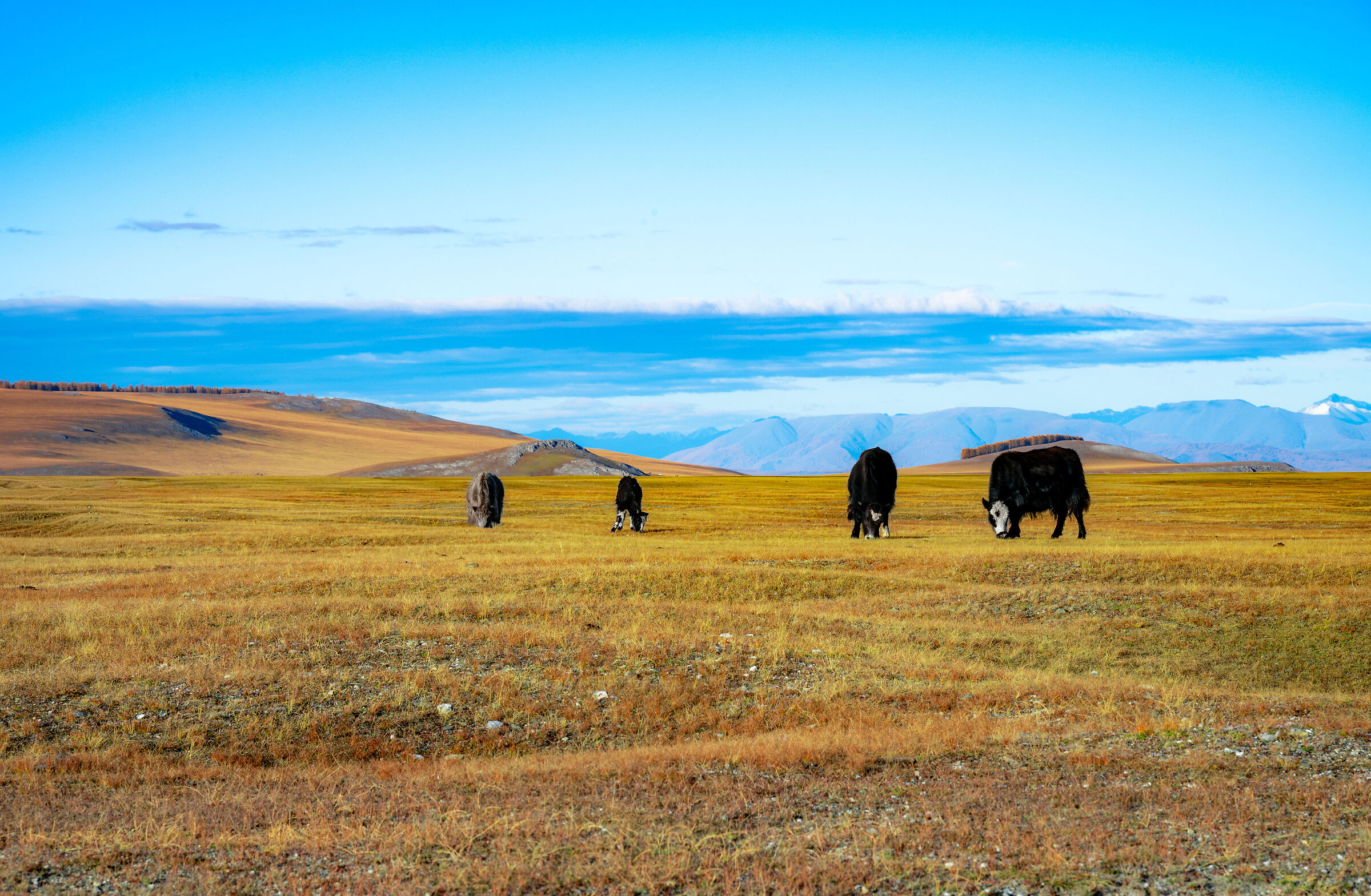 Free-range cattle