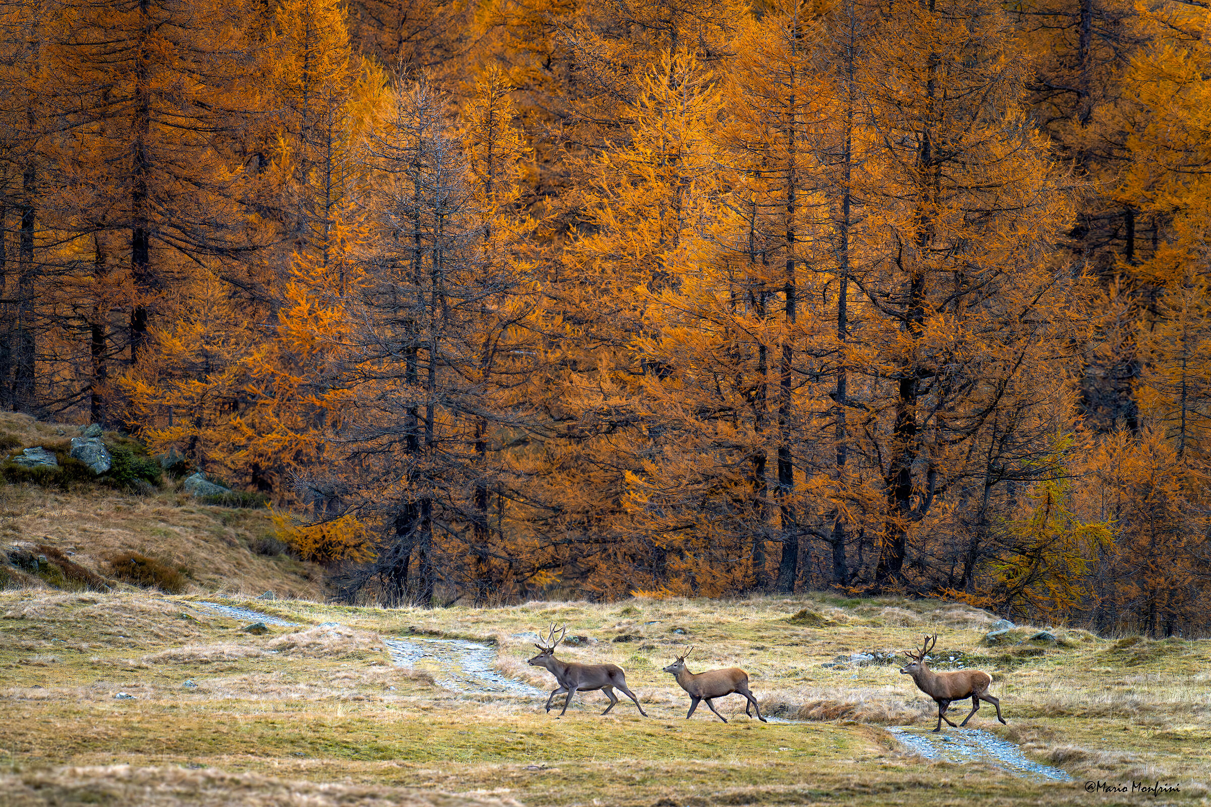 A rush in the autumn wood