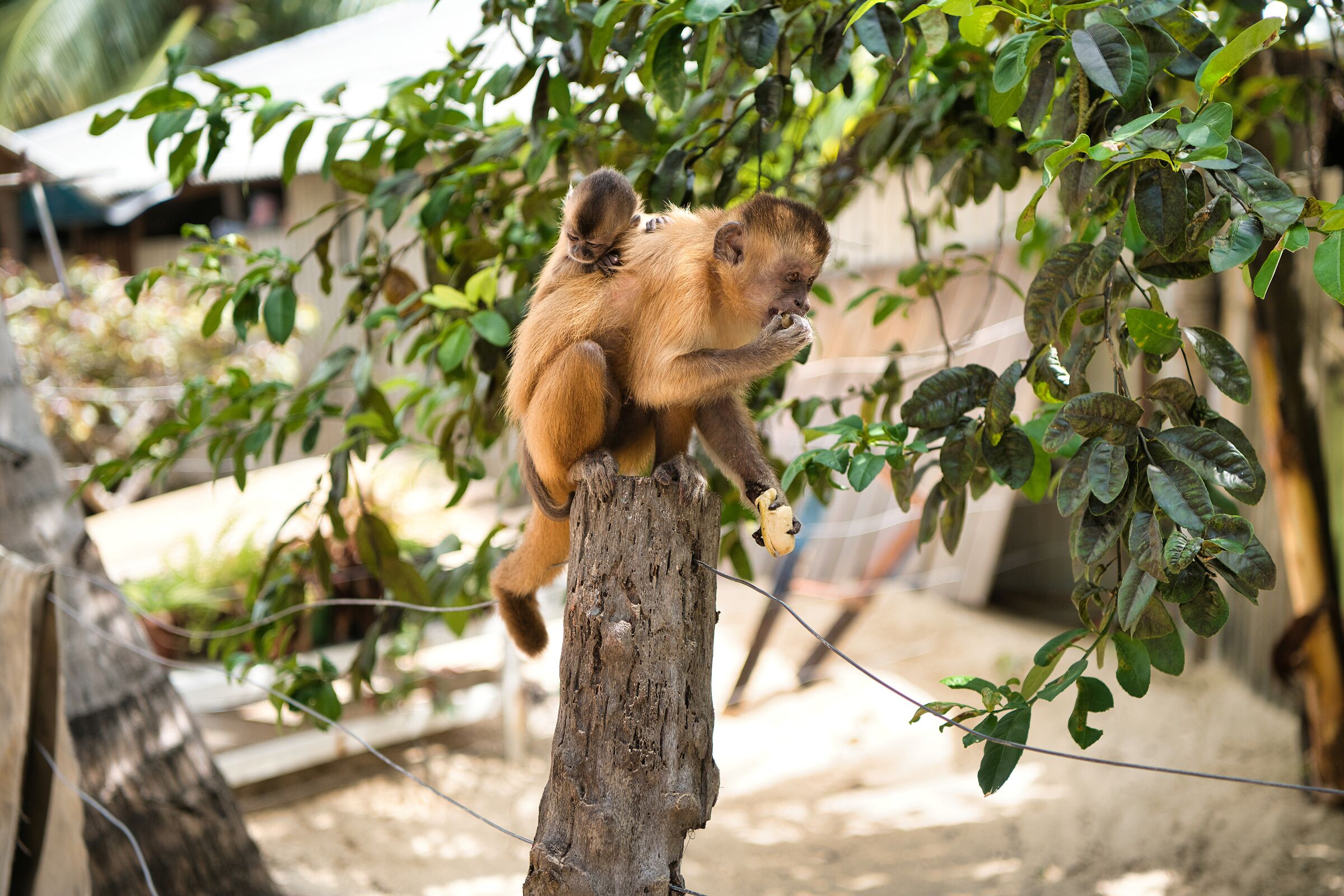 Brazilian Cappucina monkey