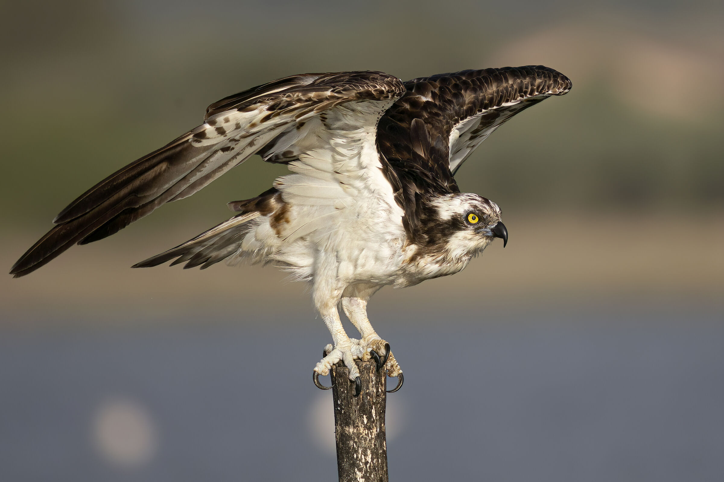 falco pescatore in partenza, ottobre 2025