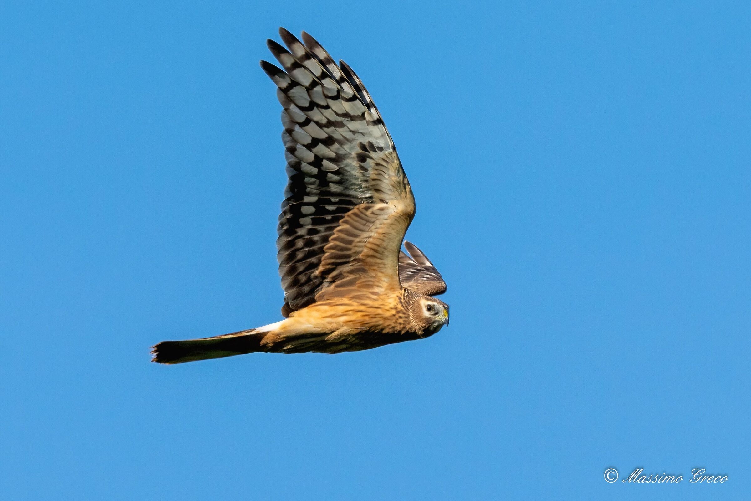 Hen Harrier (Circus cyaneus)