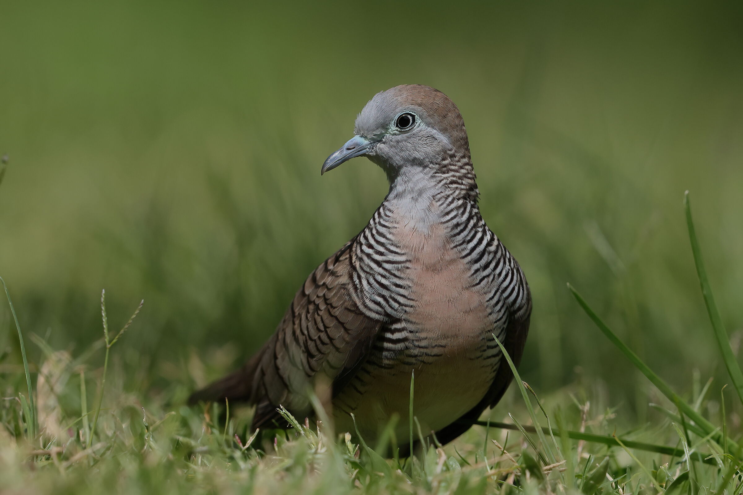 Zebra dove