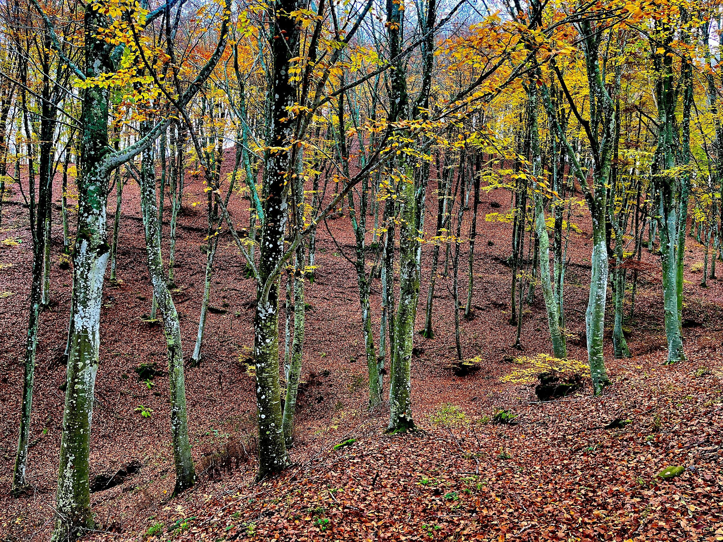 The Beech Forest
