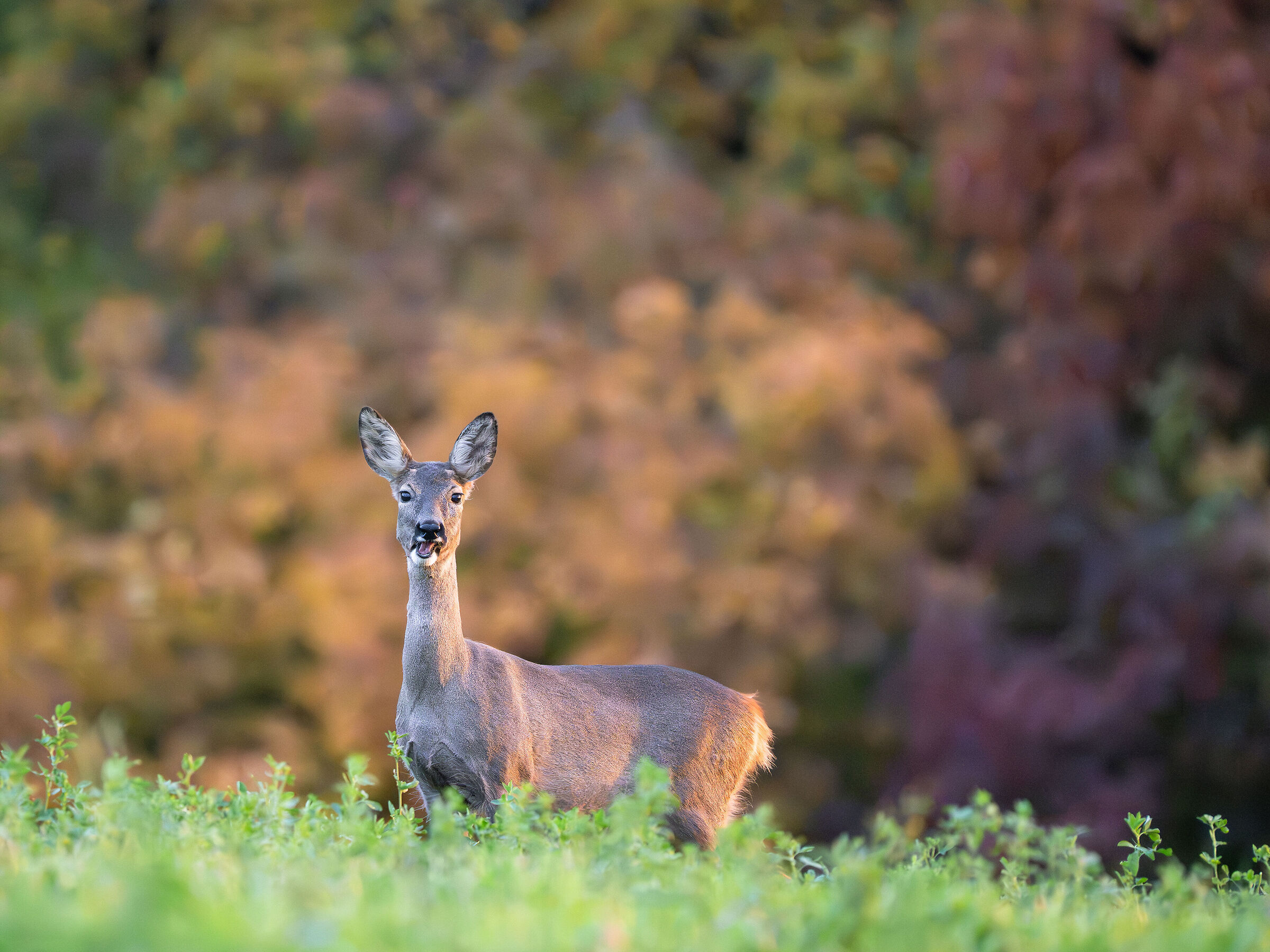 Roe deer
