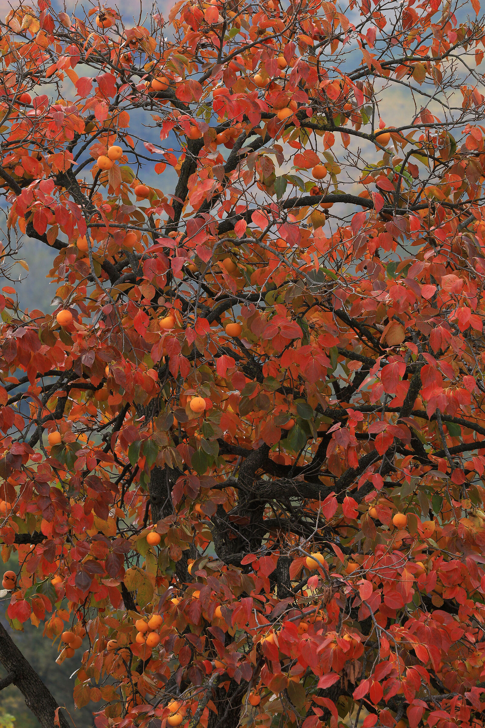 Sfumature di rosso