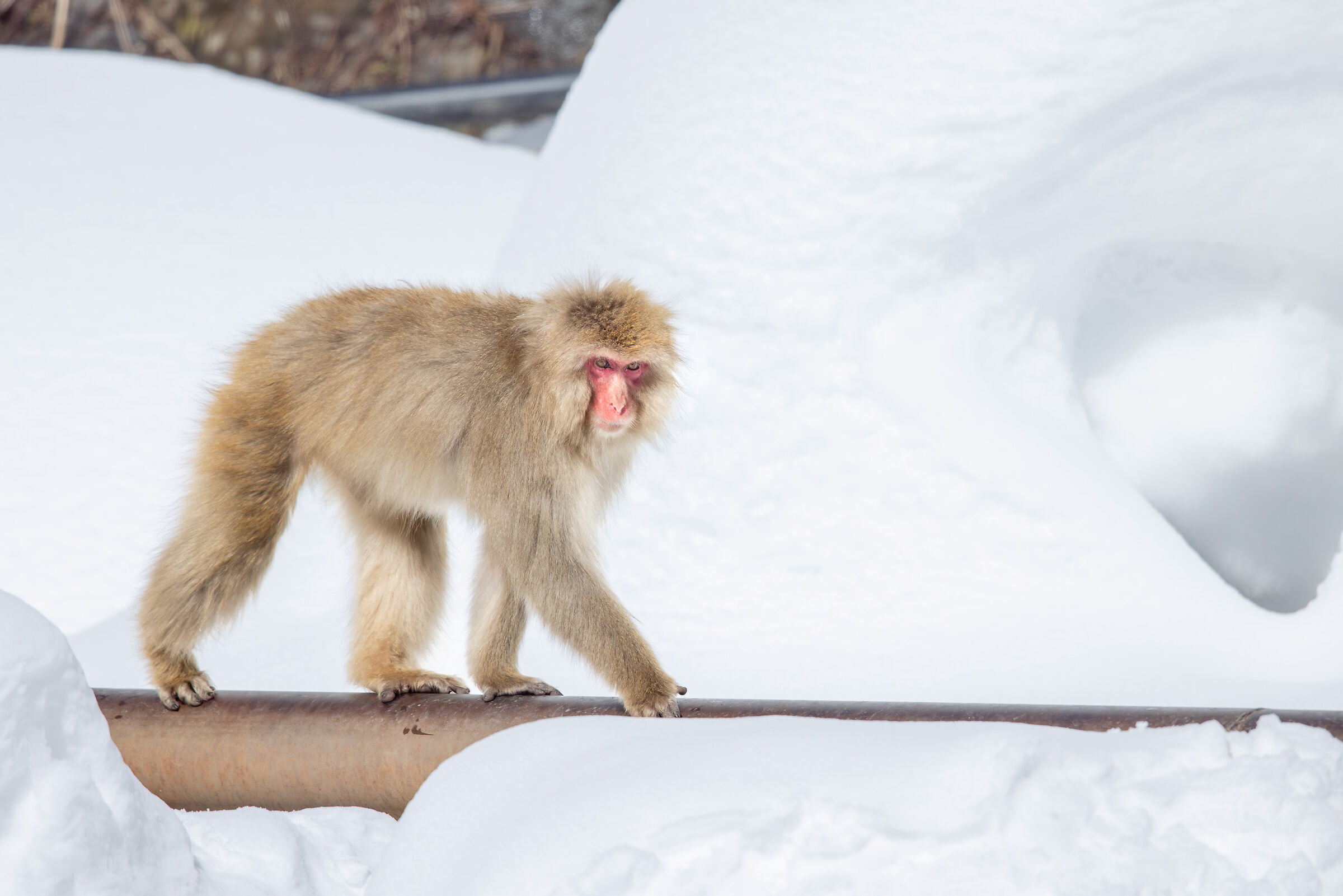 2025 Winter, Wild Japan