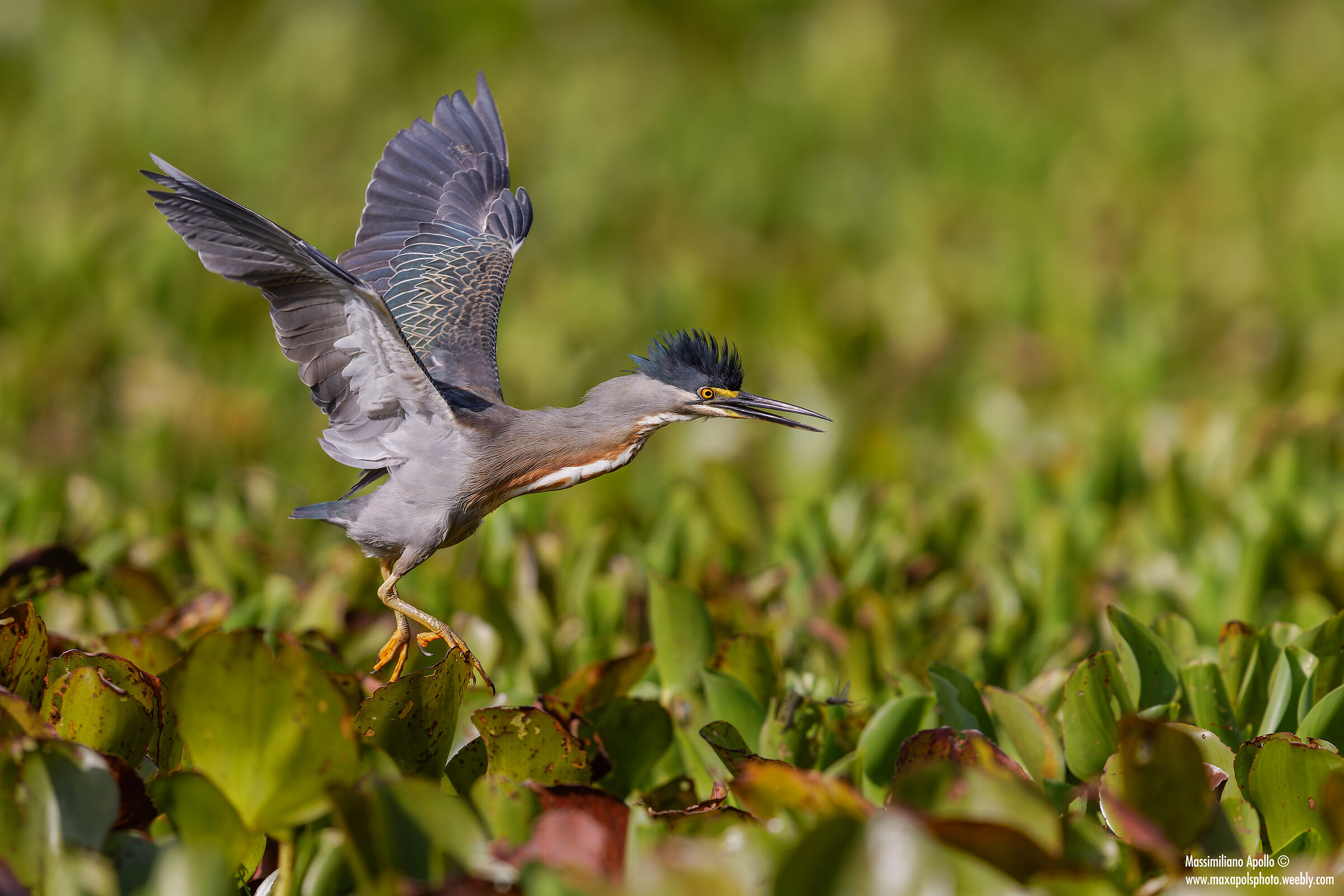 "punk landing..."