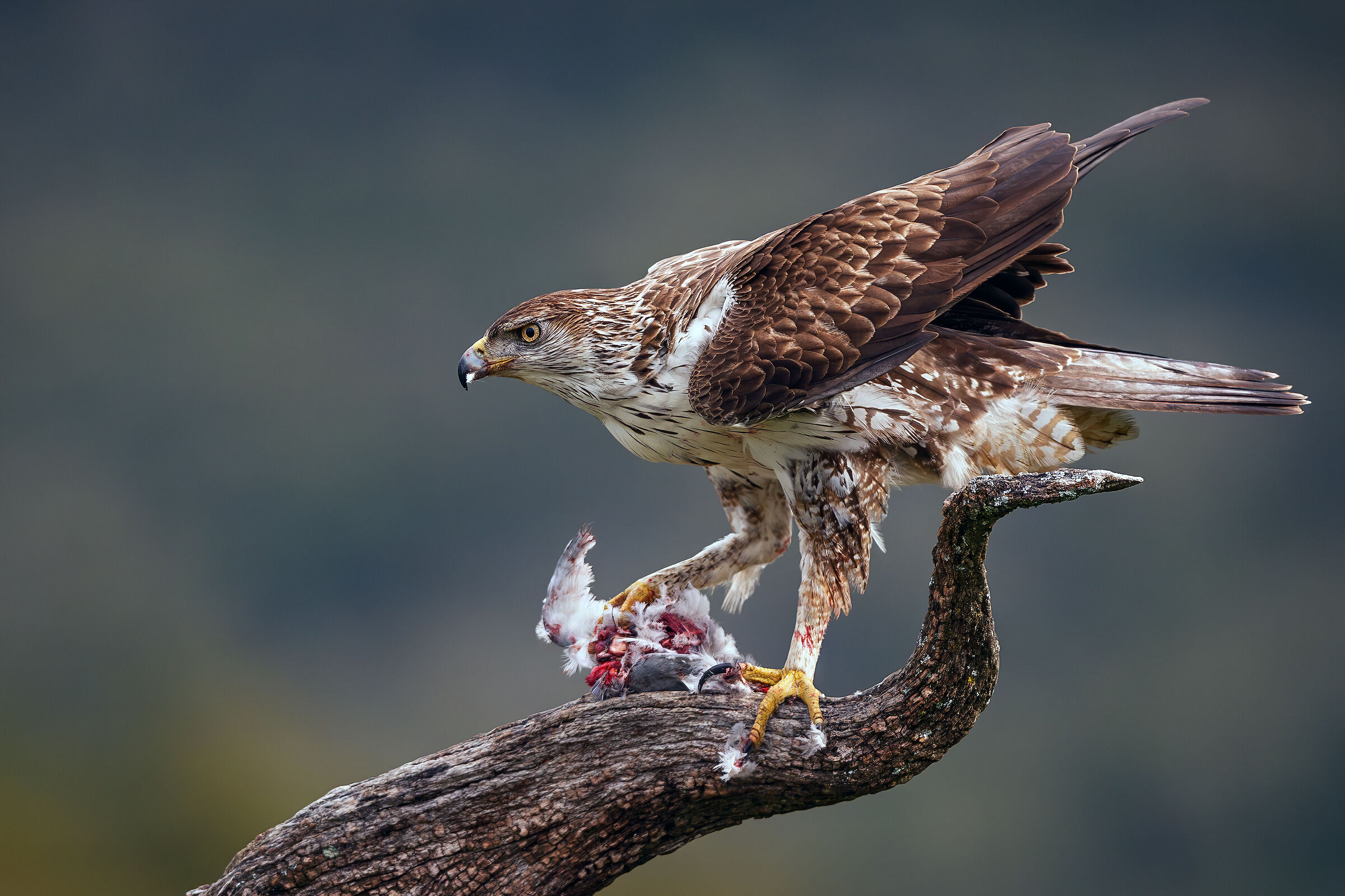 Bonelli's eagle with prey