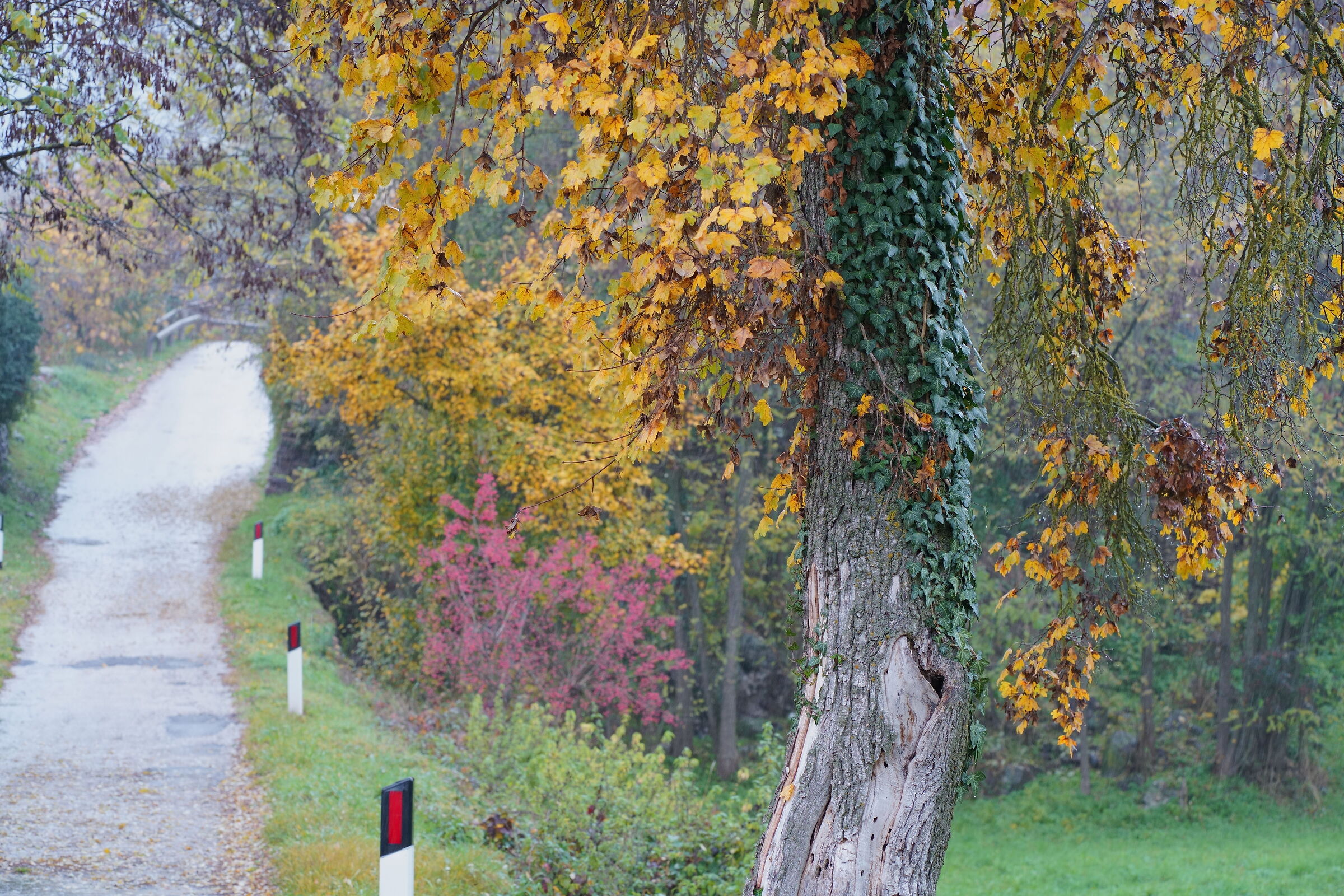 Walking in the colors